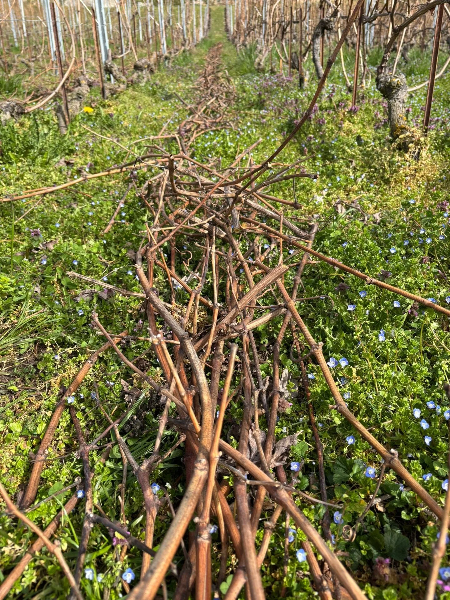 Le travail &agrave; la vigne continue et le printemps s&rsquo;installe&hellip; pour le plus grand bonheur de nos poules! 🐔🌸☀️