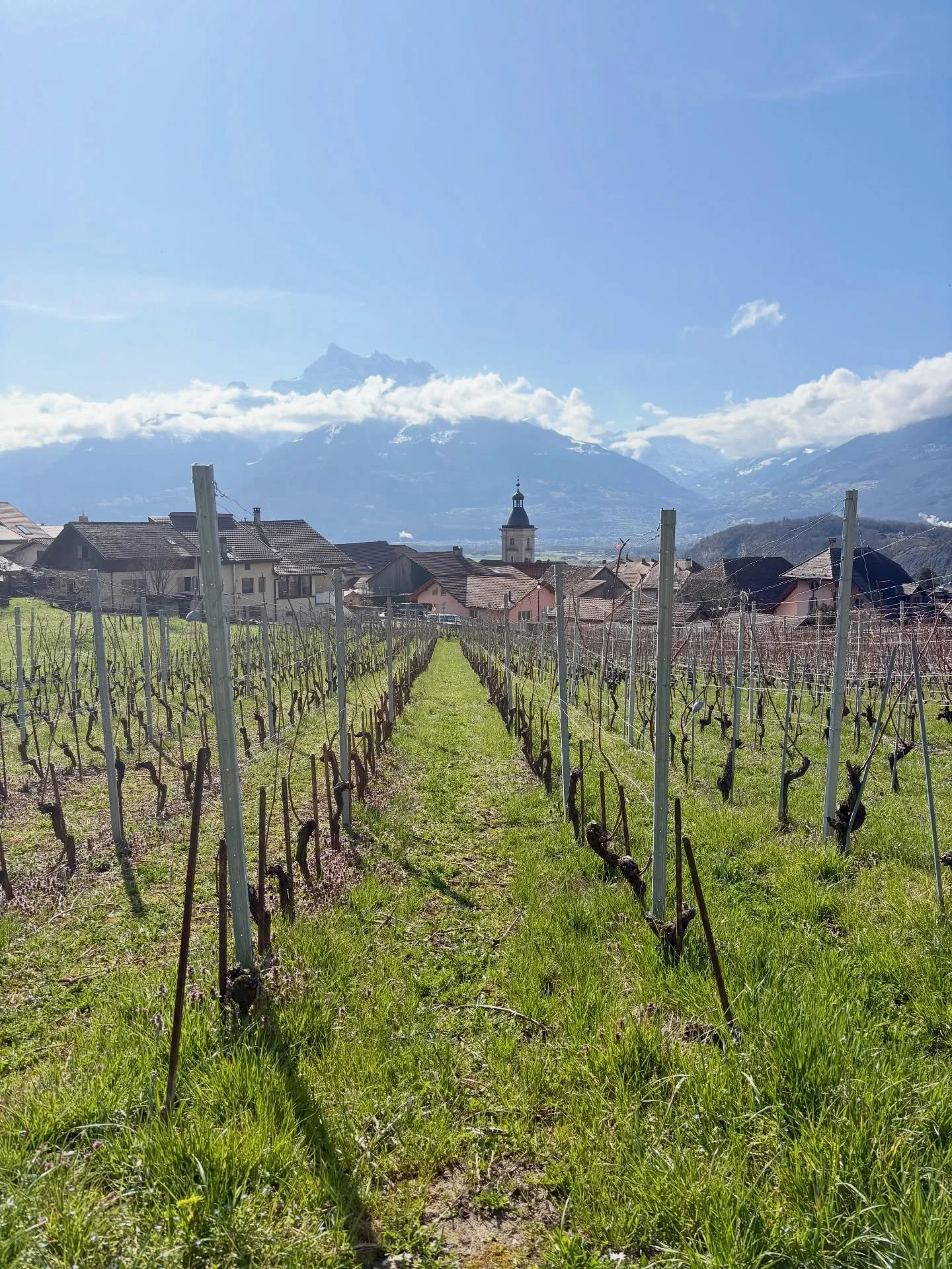 Taille t&ocirc;t, taille tard&hellip; rien ne vaut la taille de mars !

La vigne se fait bichonner en famille sous le soleil ☀️