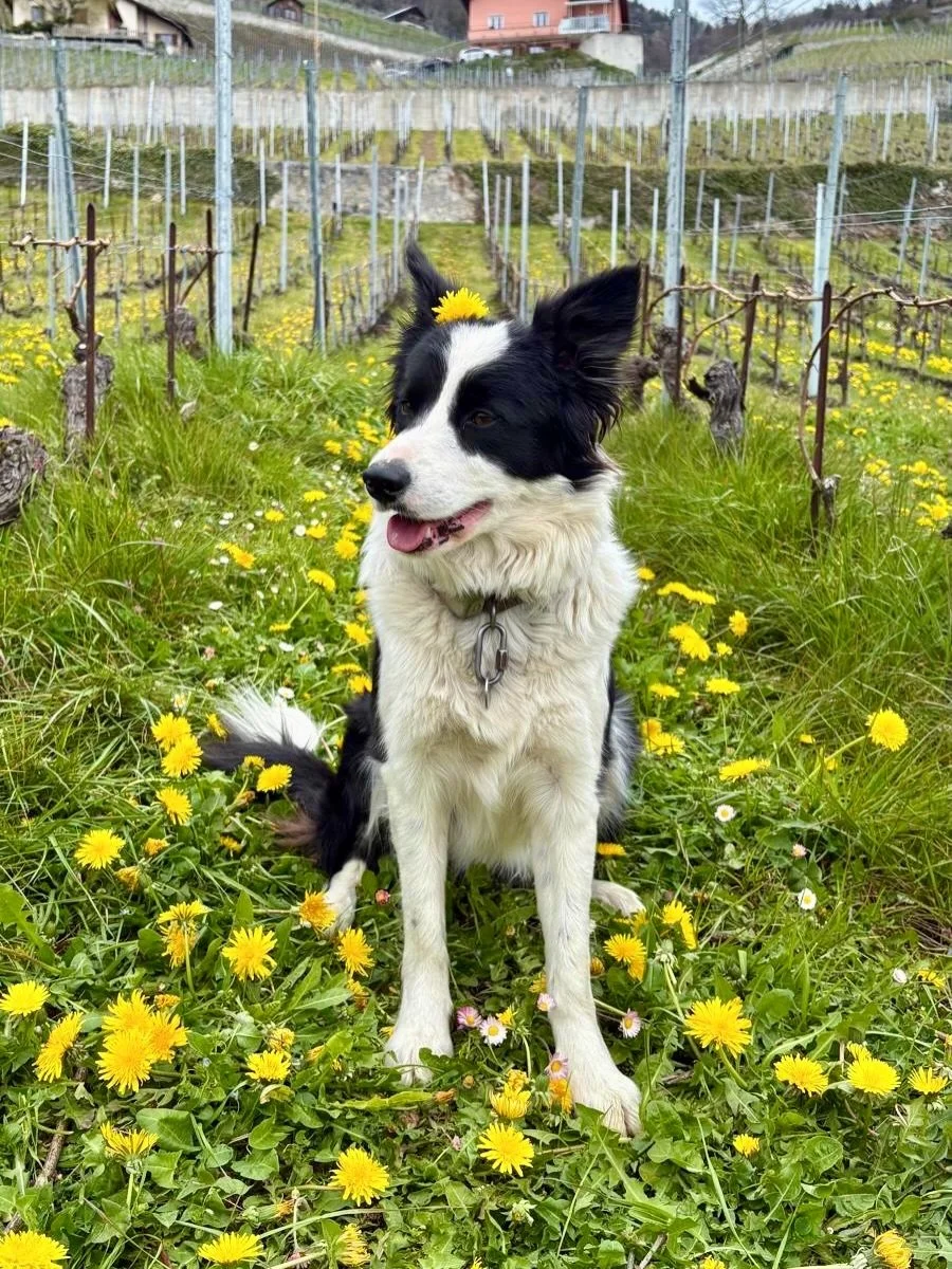 Bali, notre border collie jamais en manque d&rsquo;&eacute;nergie 🐾

Programme du jour : courir, sauter, courir, jouer&hellip; et se faire gratter le ventre!
