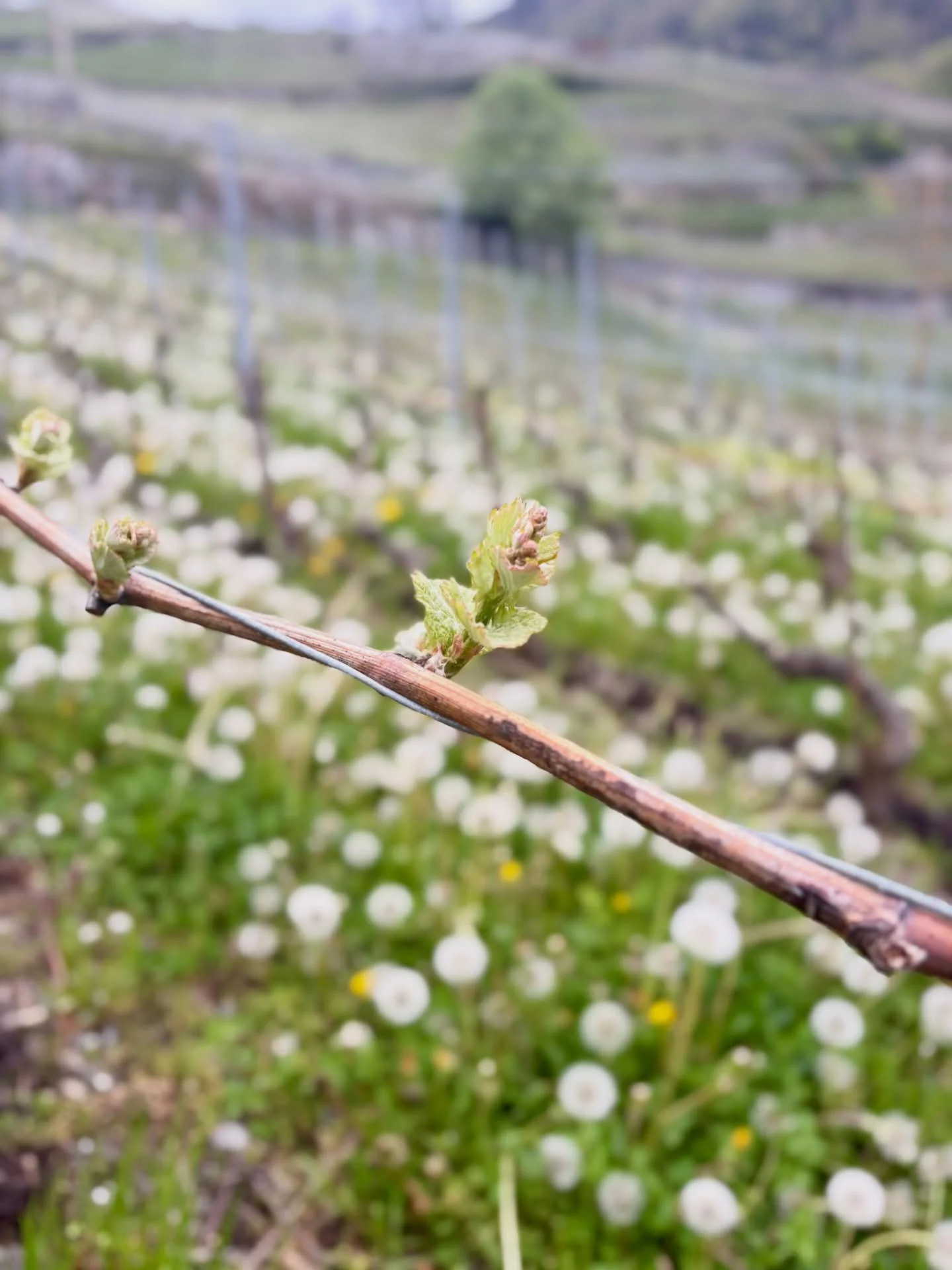 La vigne se pare de blanc
Les pissenlits sont en fleurs
Les bourgeons pointent le bout de leur nez&hellip;

Et Lina souffle un v&oelig;u pour un mill&eacute;sime 2026 plein de promesses