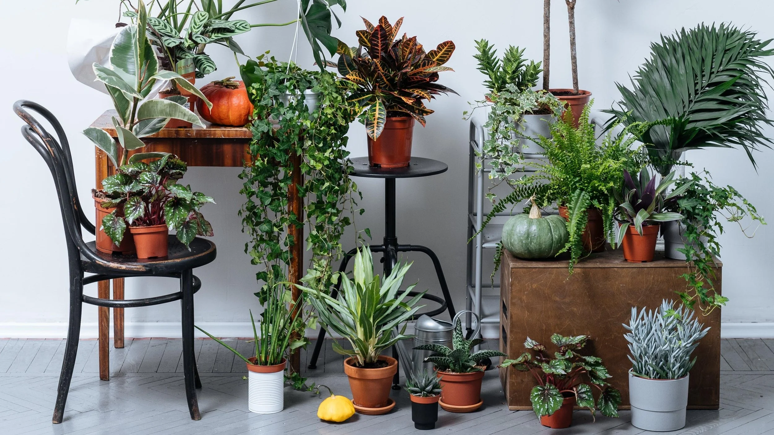 House Plants for air purifying — Round the Woods