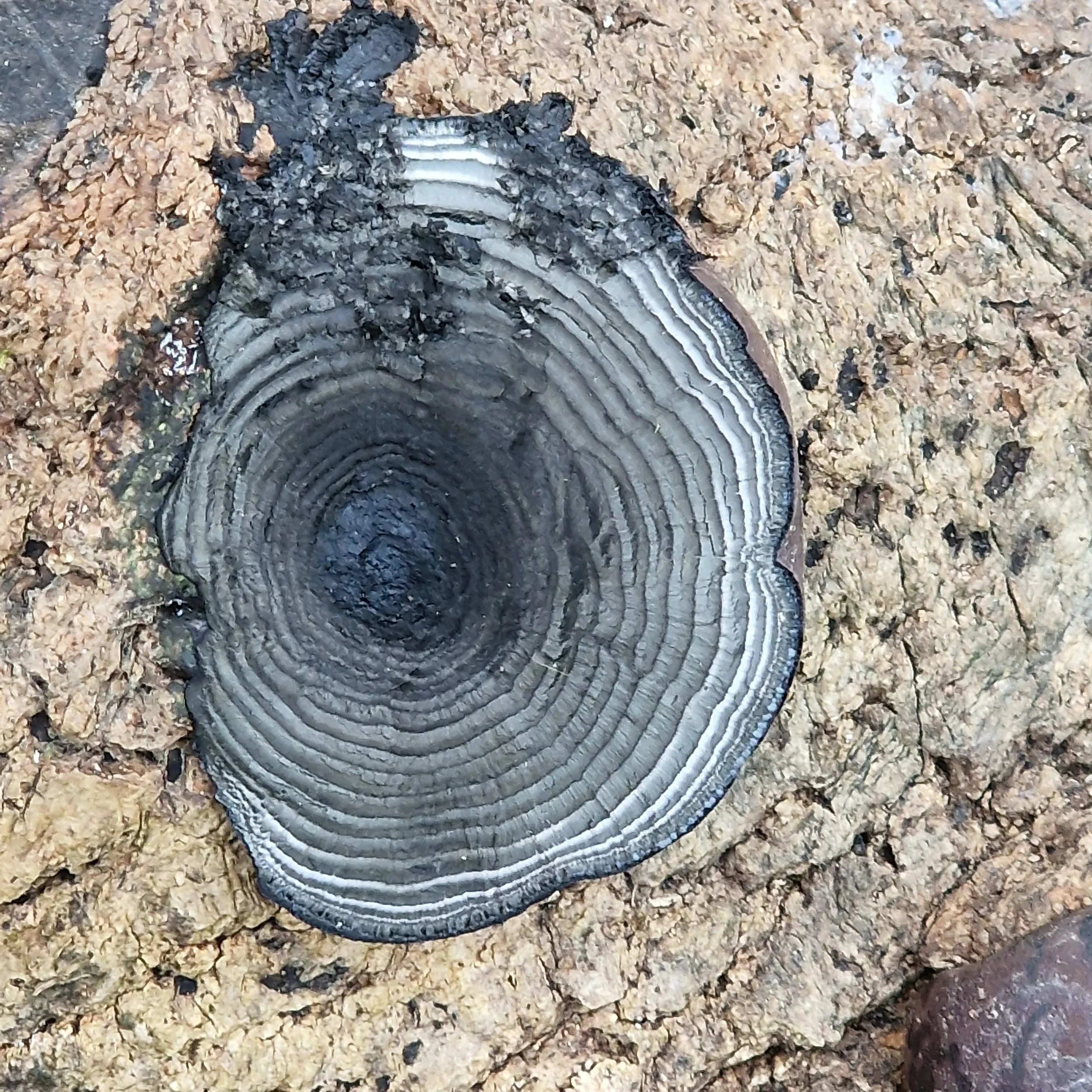 A close-up of a fungi or mushroom growing on a rough, textured rock surface. The fungus has concentric rings of white, gray, and black.