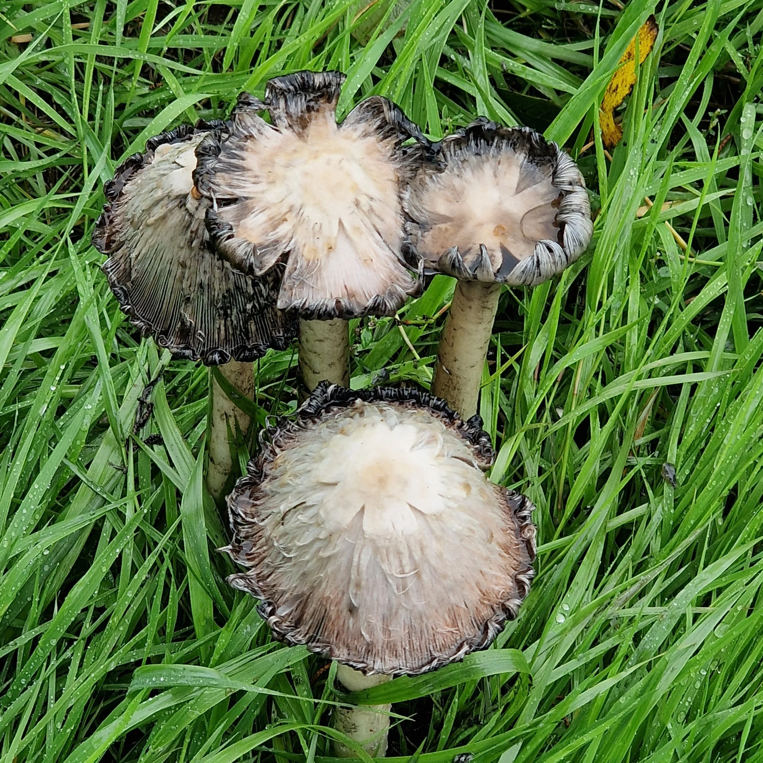 Four mushrooms with brown and black caps growing among green grass.