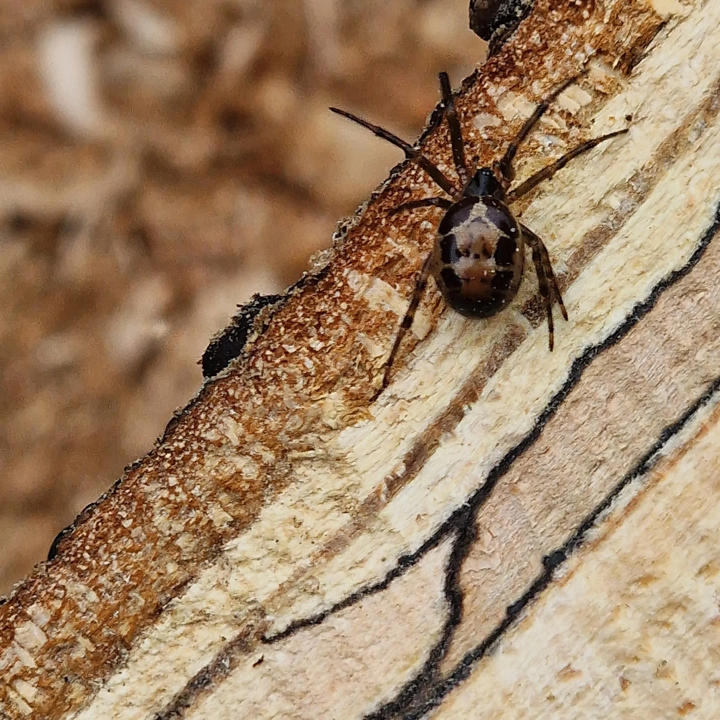Close-up of a black widow spider on a piece of light-colored wood, with a blurred brown background.