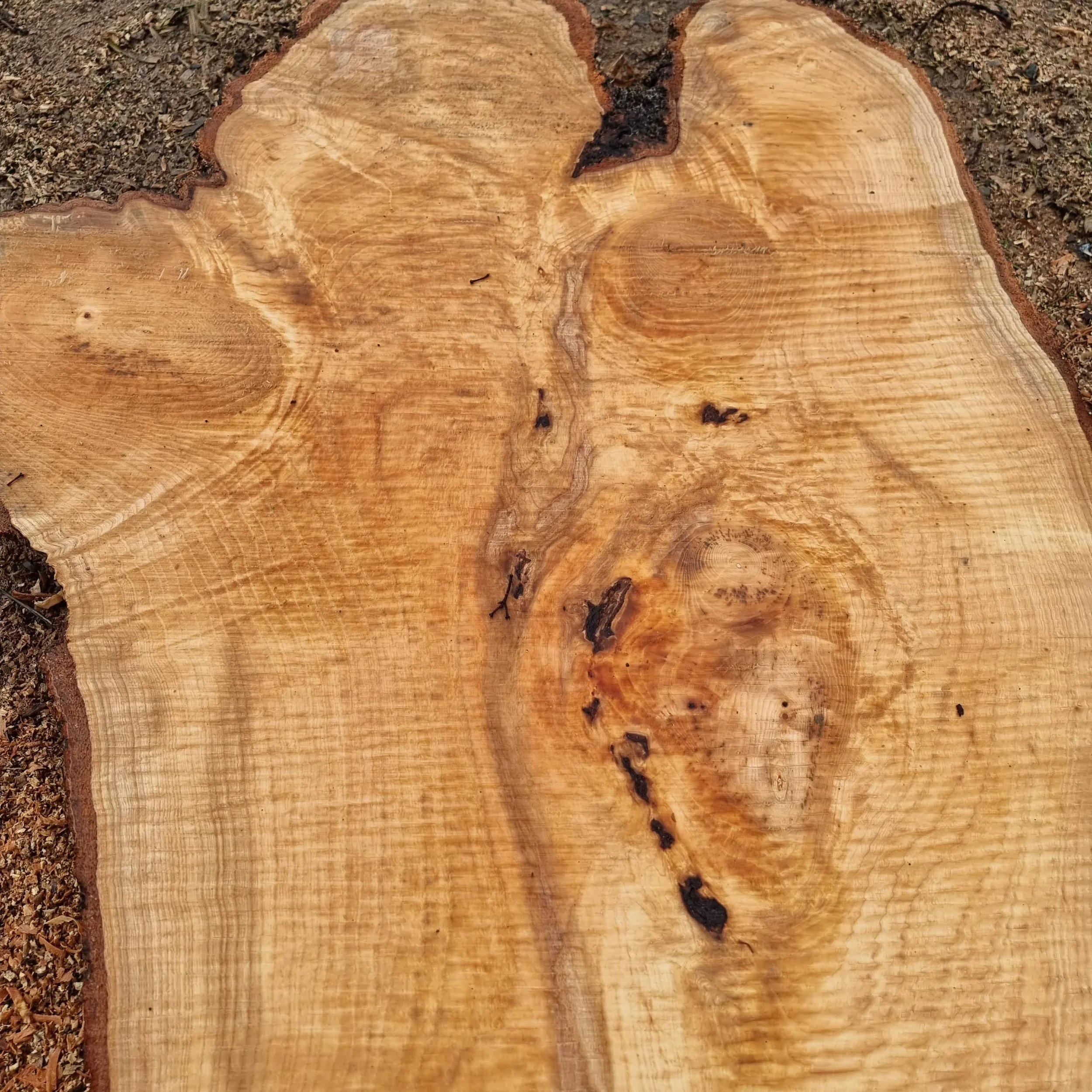 Close-up of a freshly cut tree trunk showing growth rings and natural wood grain patterns.