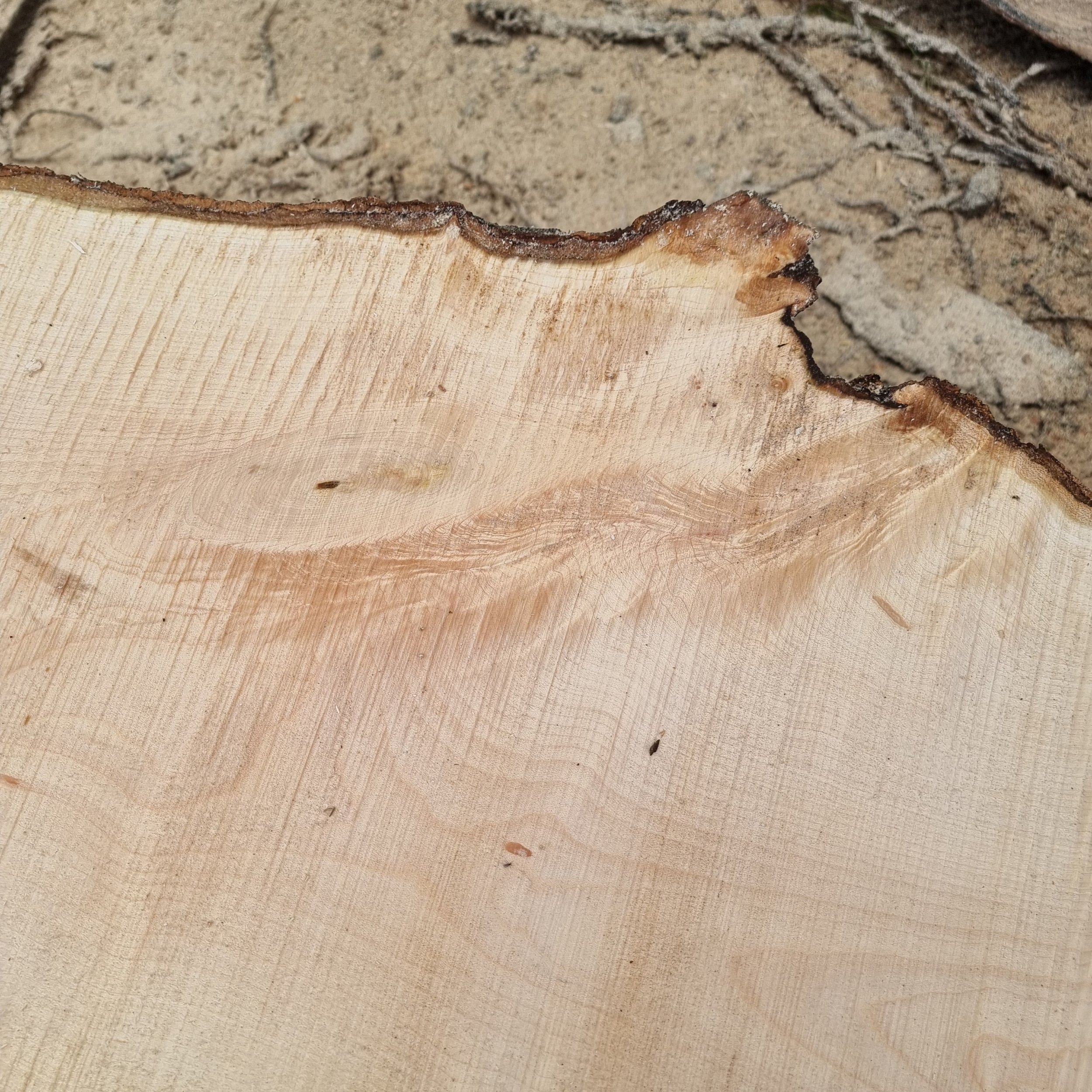 Close-up of a cut piece of wood showing the smooth, light-colored surface and rough, dark outer bark with some bark remnants and cracks, on a ground surface with soil and small twigs.
