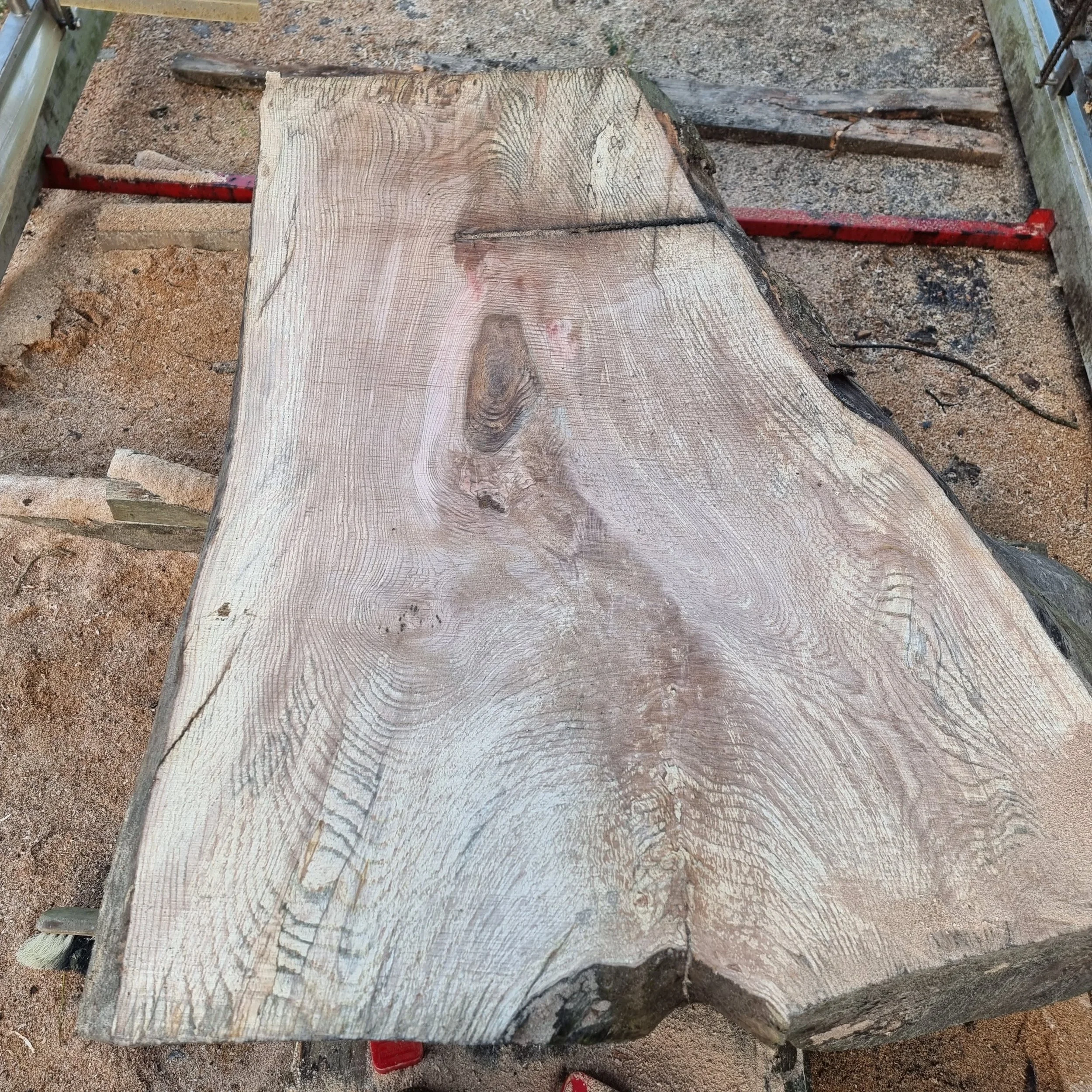 Large unfinished wooden slab with visible wood grain and knots, placed on saw horses in a woodworking shop.