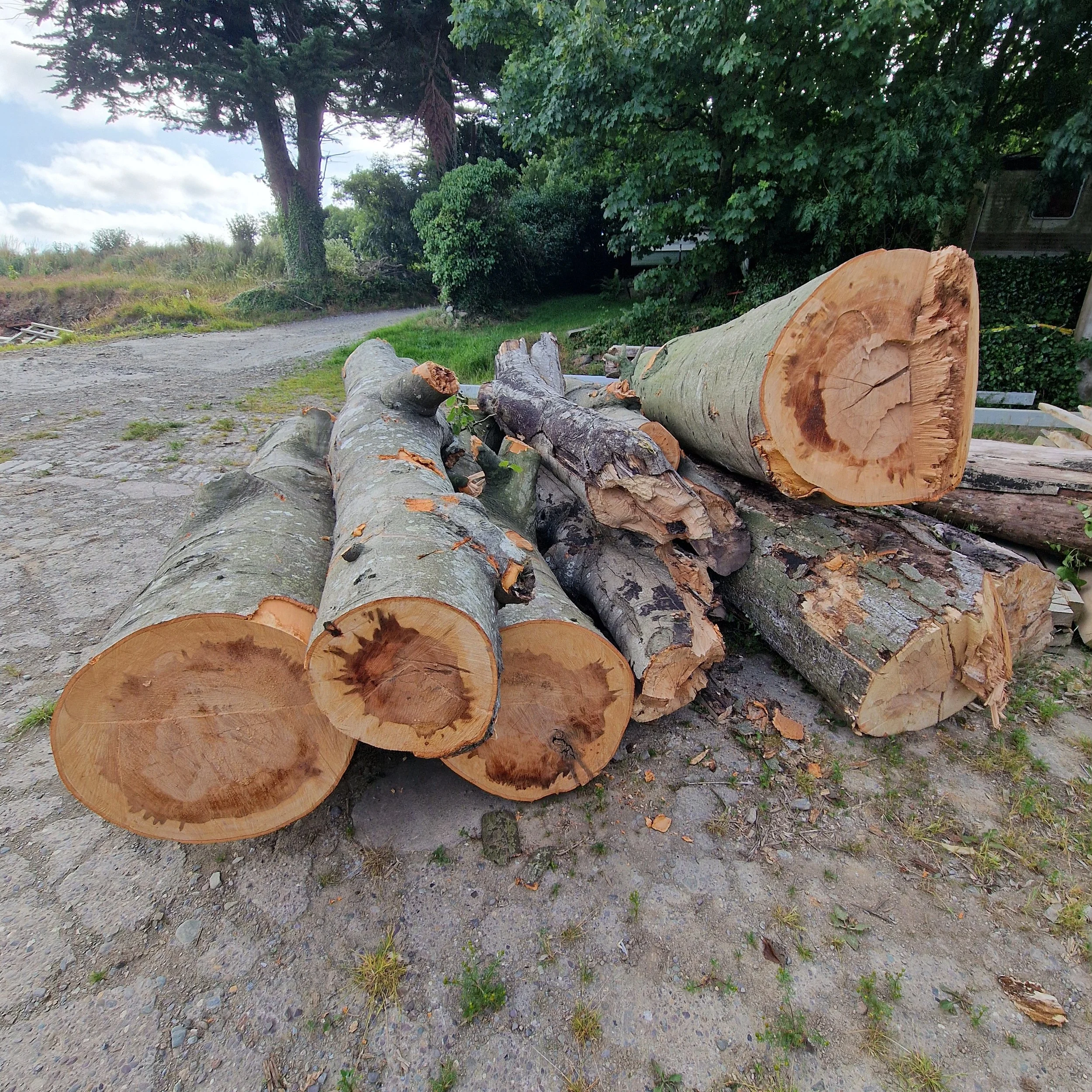 Piled logs of cut wood on a dirt ground with green trees and cloudy sky in the background.