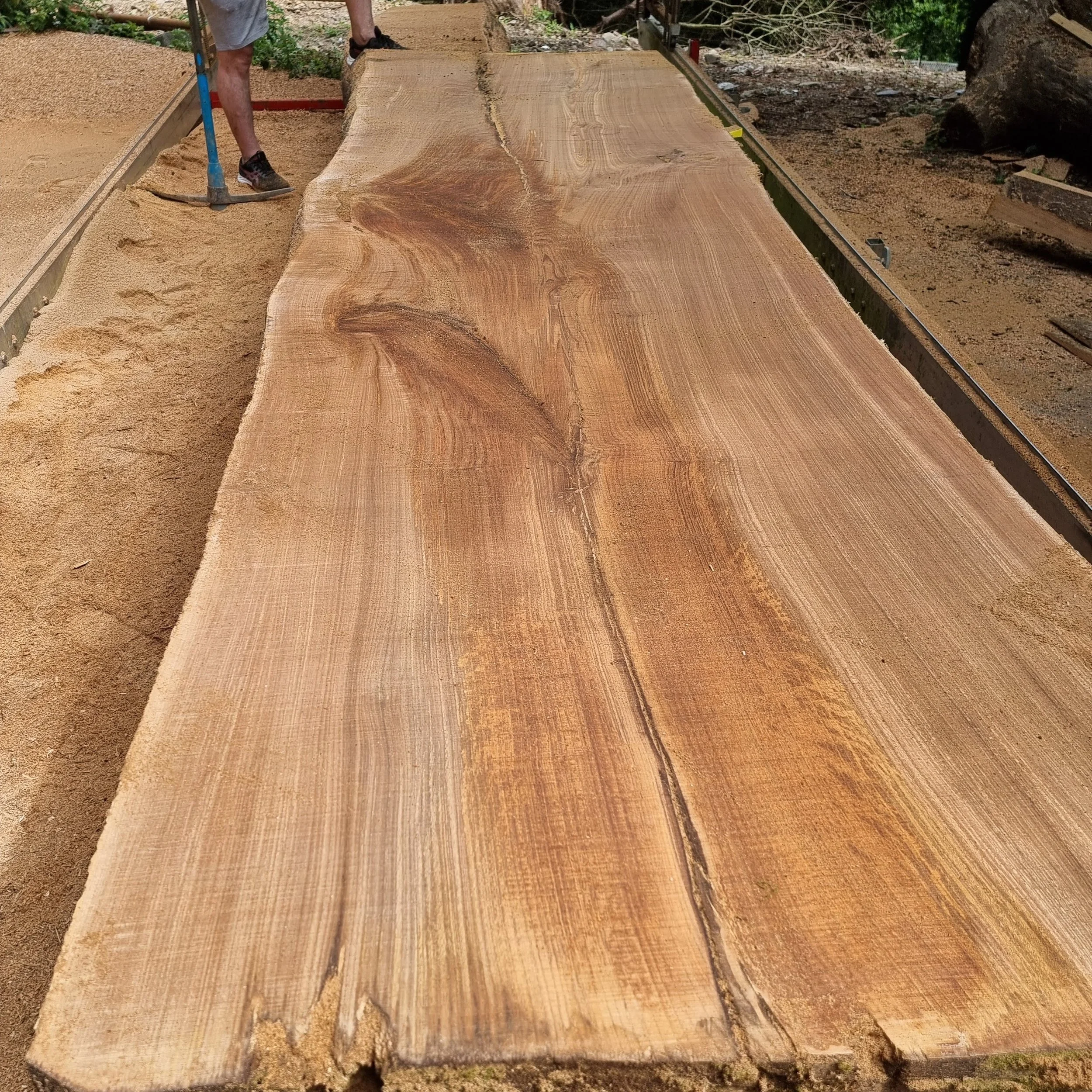 Very large Holm Oak slabs being milled on the sawmill