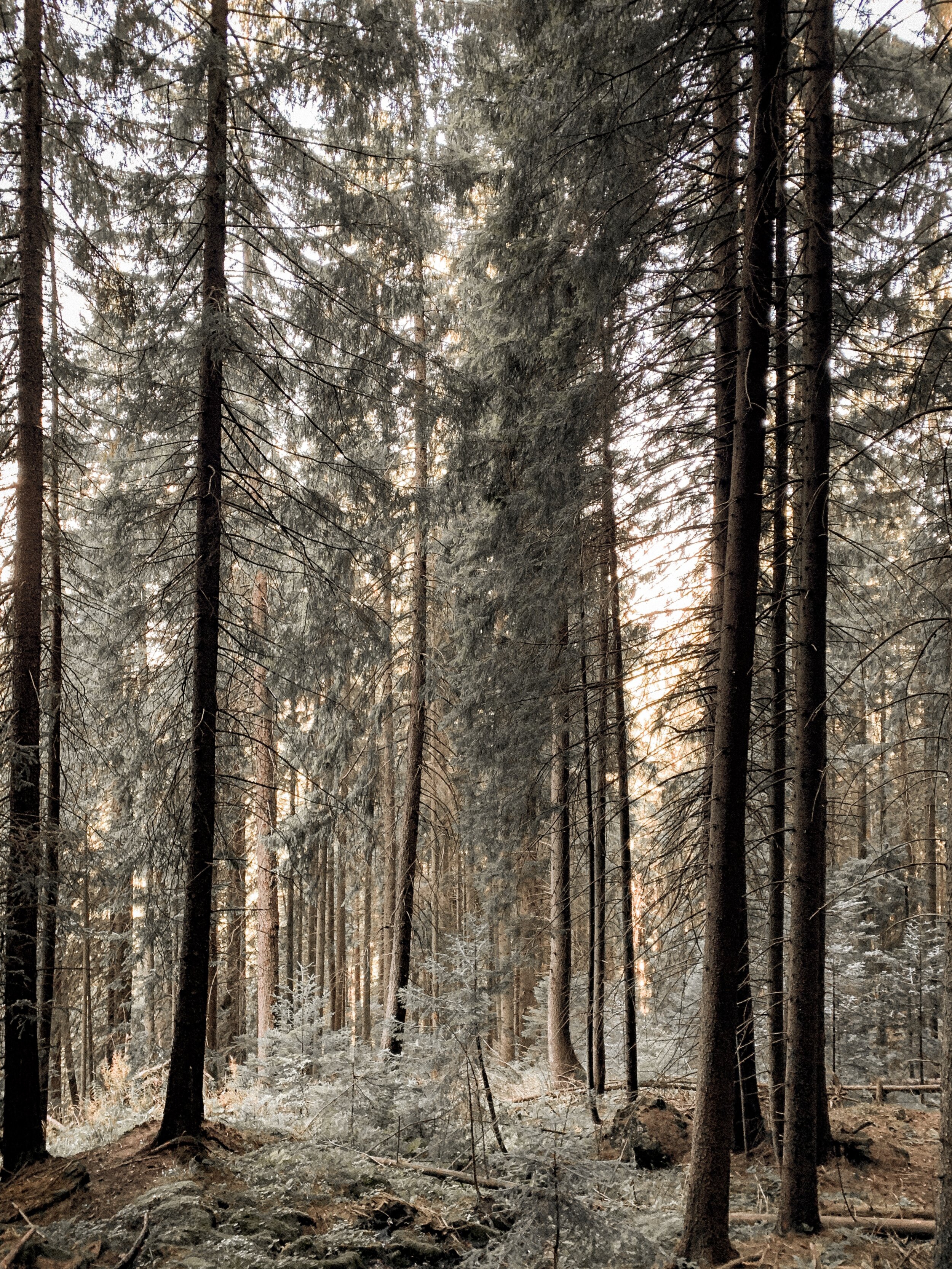 Woods