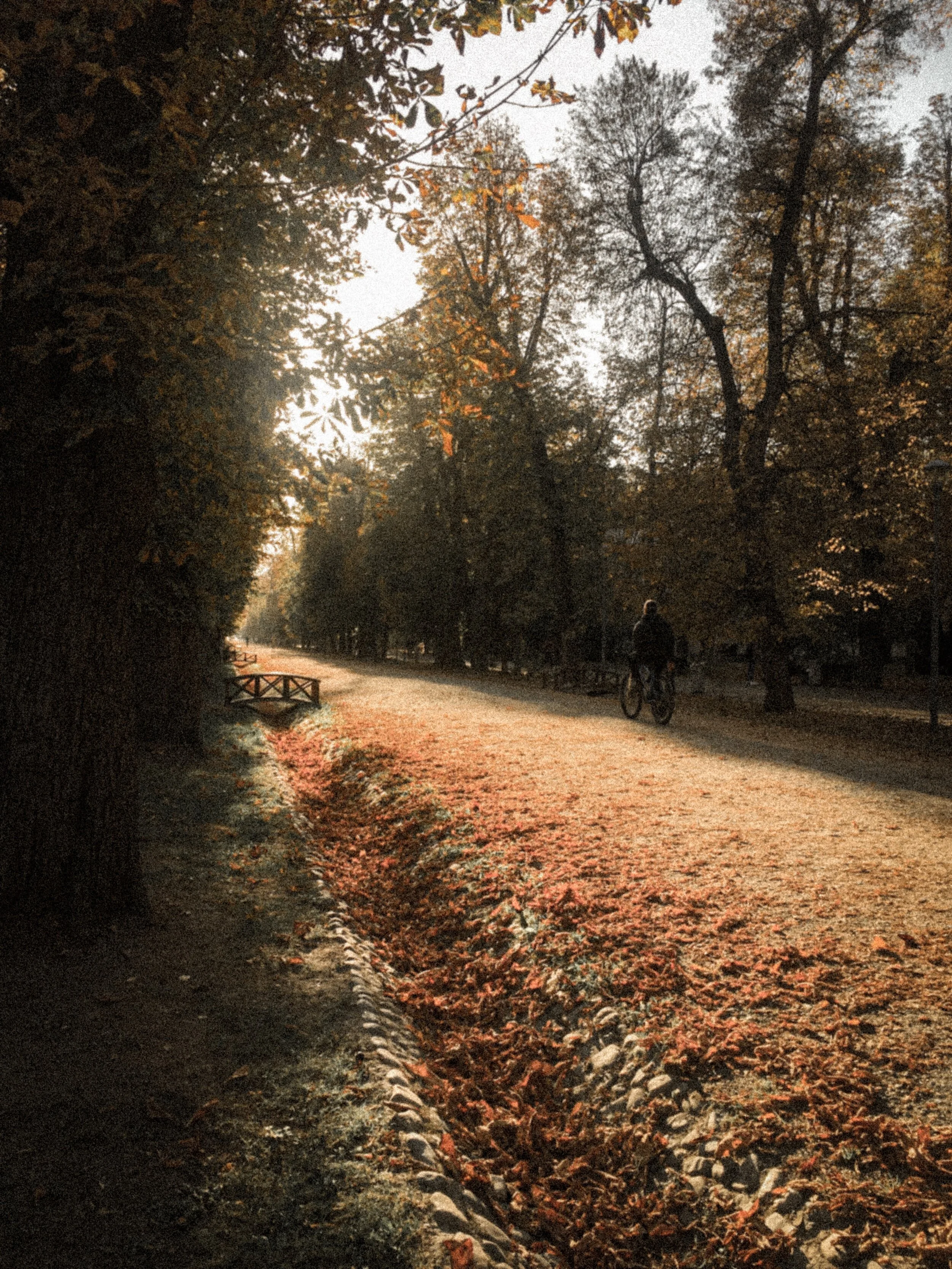 Central Park, Cluj