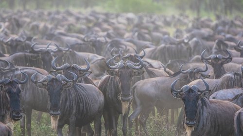 Masai+Mara+Wildebeest.jpeg