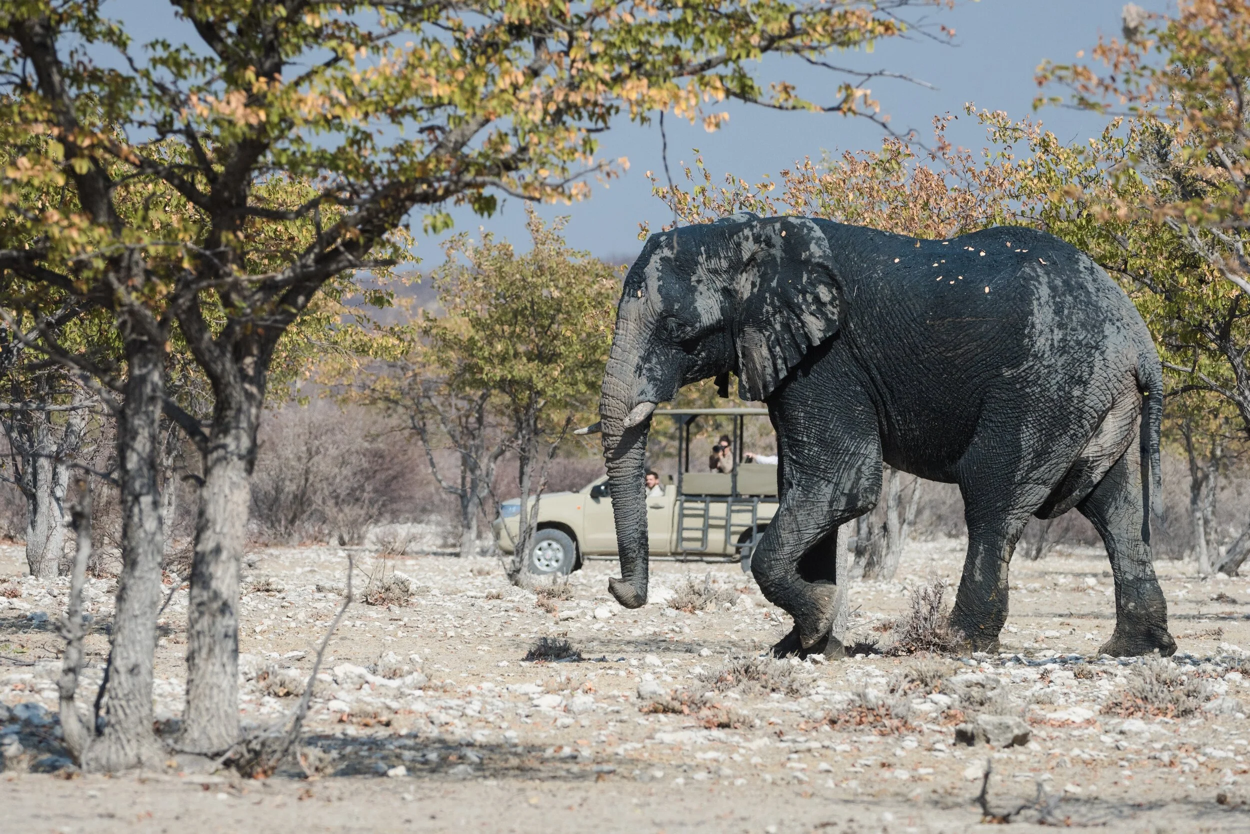 Etosha Heights - Activities - Ellie & game drive.jpg