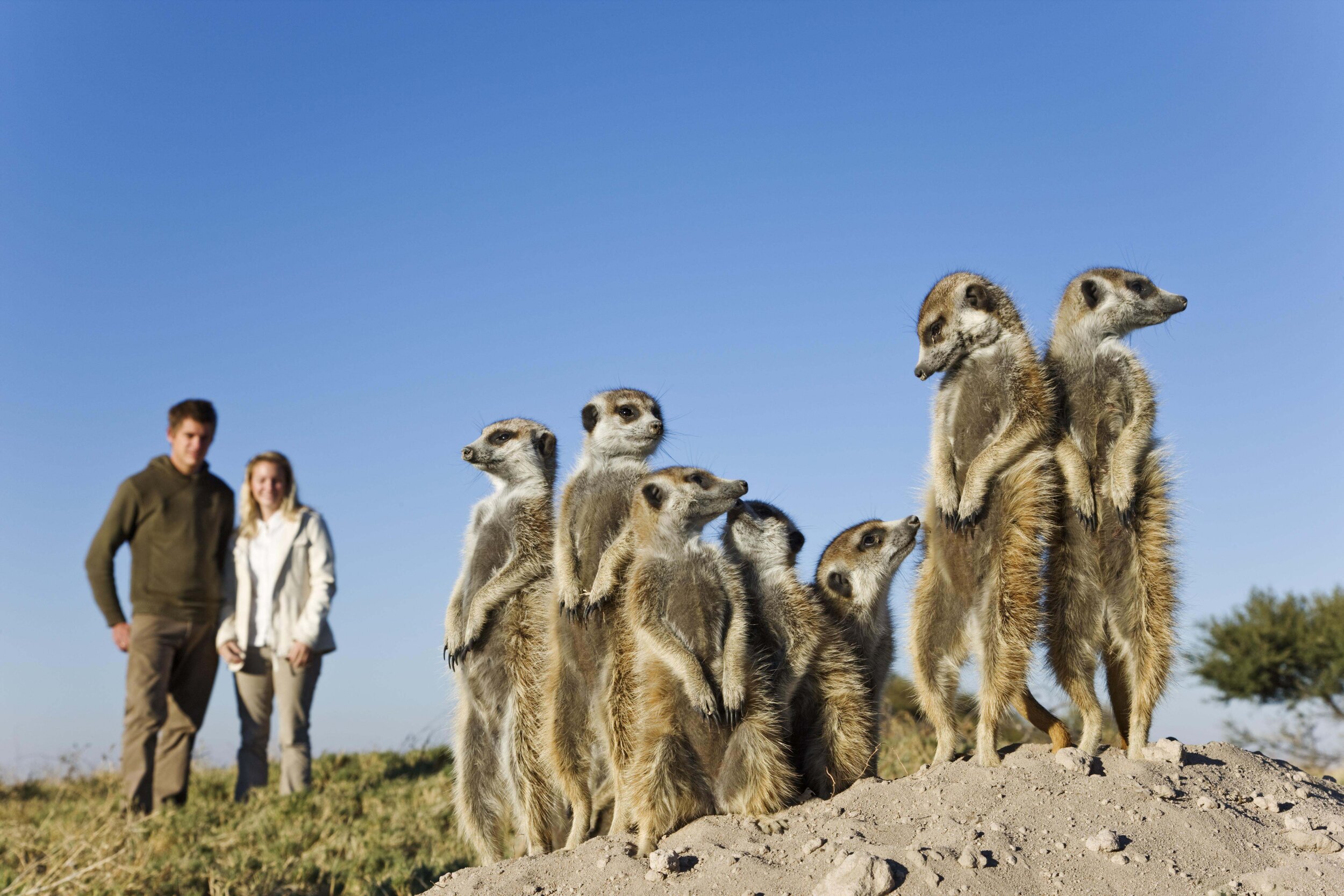 Meerkats from San Camp