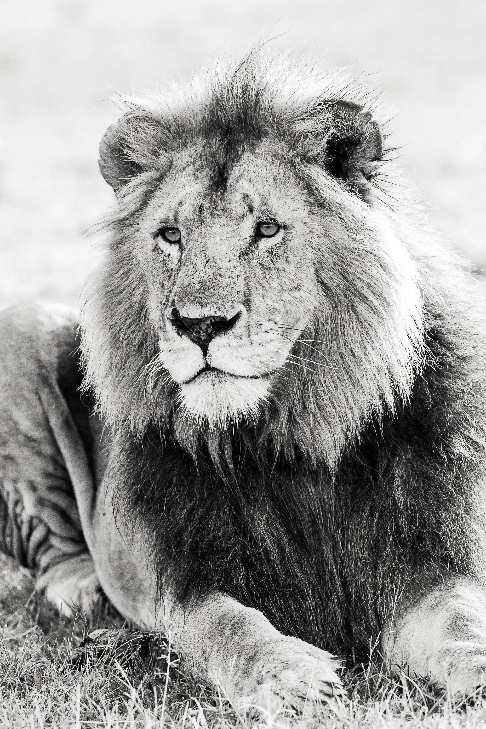 What’s the Best Camera Gear to Take on Safari?