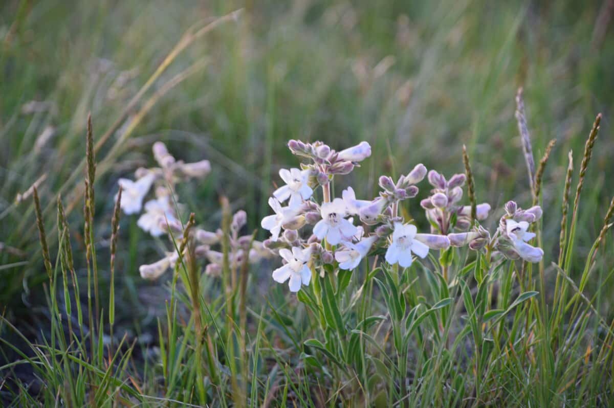 Long-time prairie restoration event goes virtual to tackle critical issues