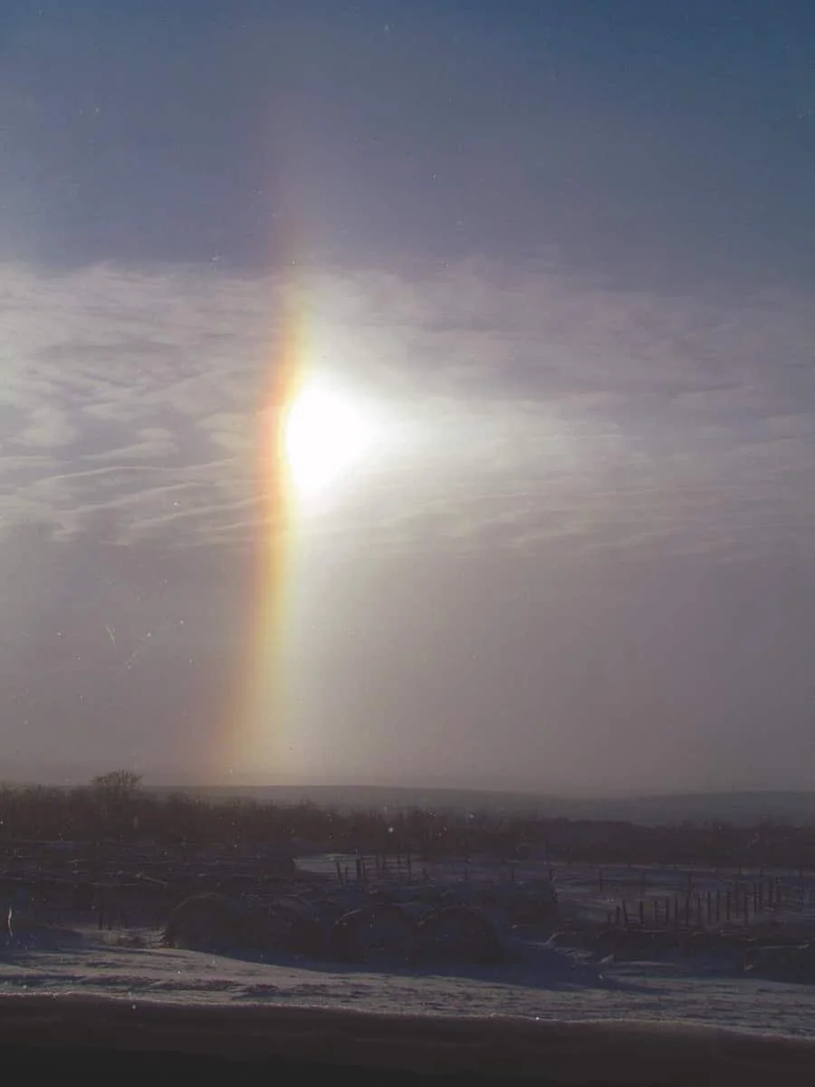 Snow buntings and sun dogs.