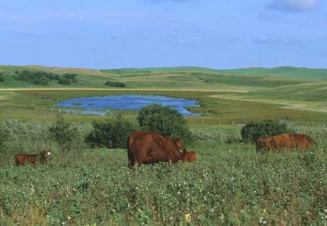 Ducks launches new farmer-focused website