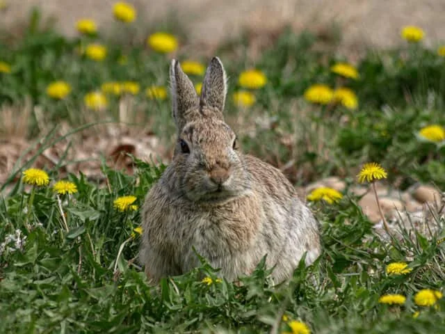 Happy Easter!