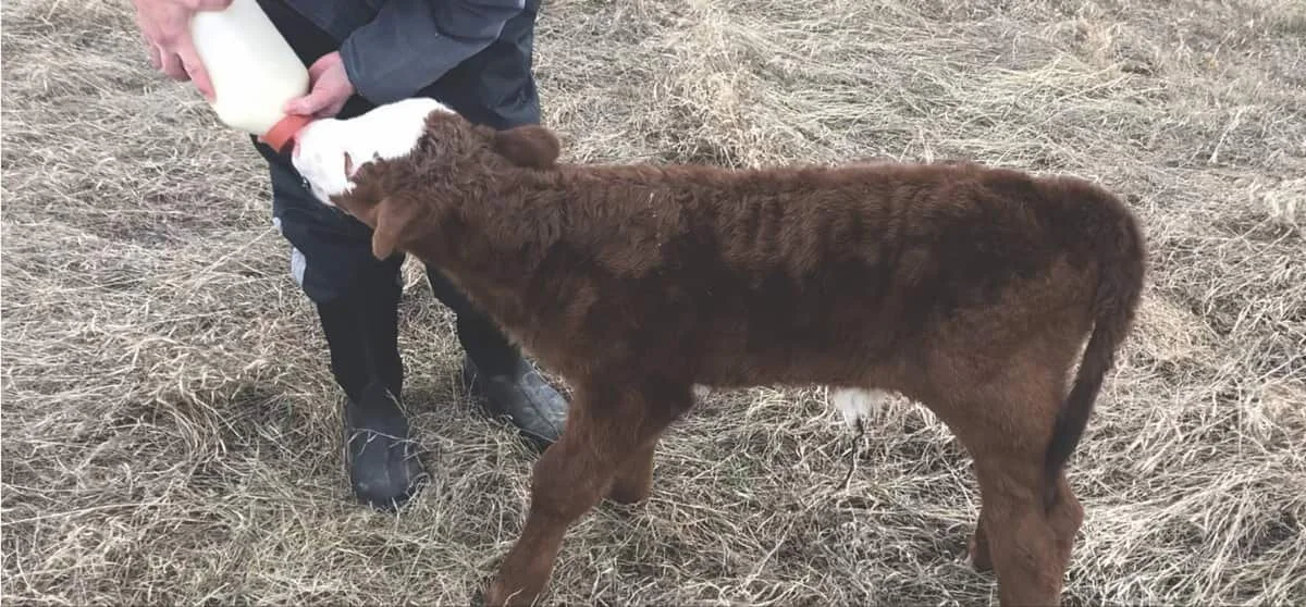One of this year’s first calves is already hungry!