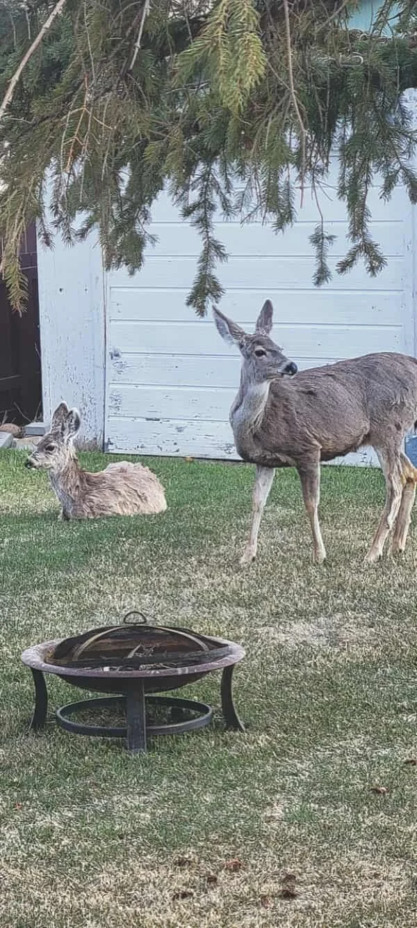 Unexpected visitors in Kim Walker’s backyard