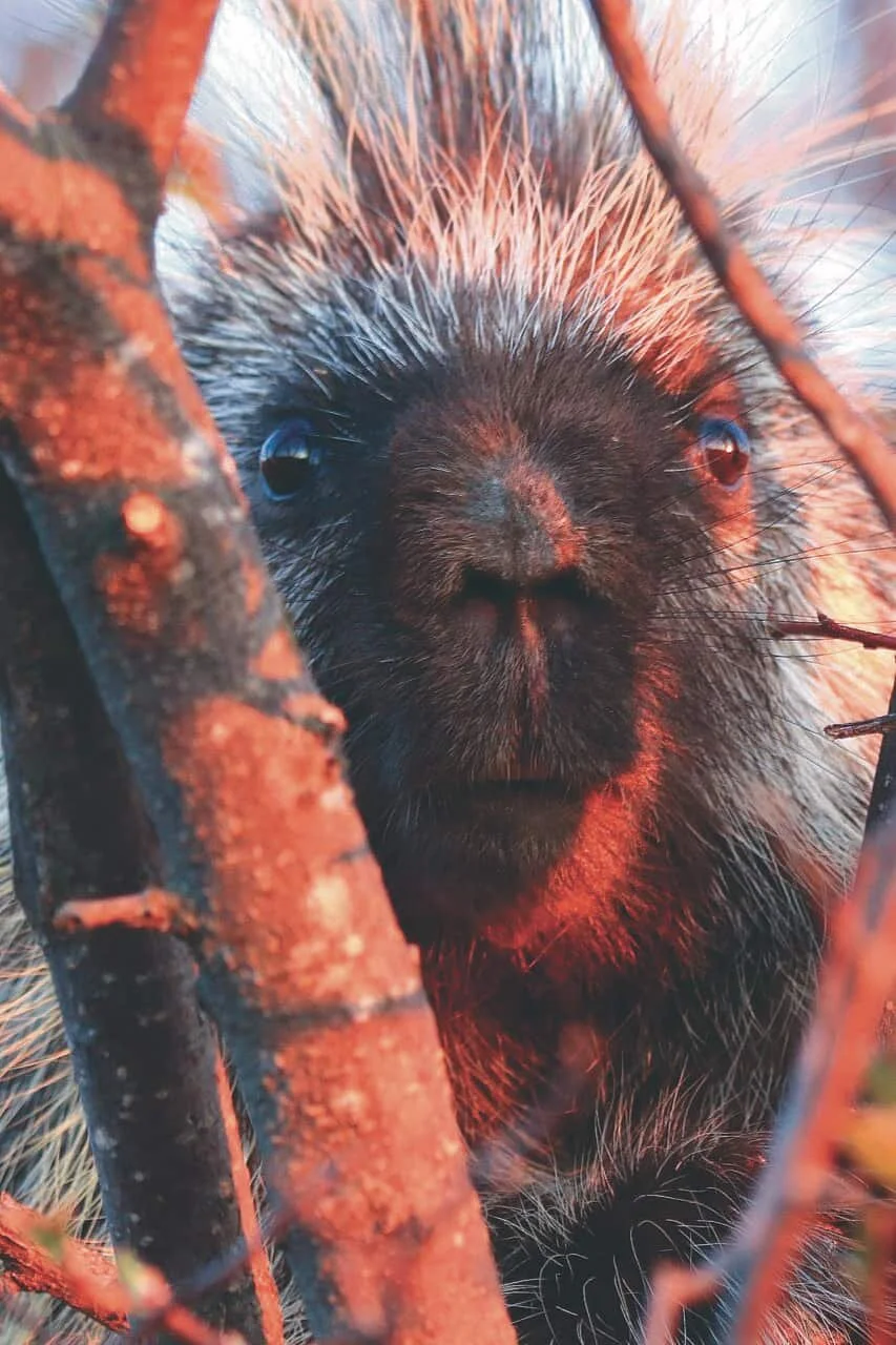 A Prickly Poser