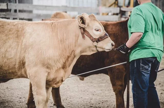 East Sounding Creek Show and Sale Update