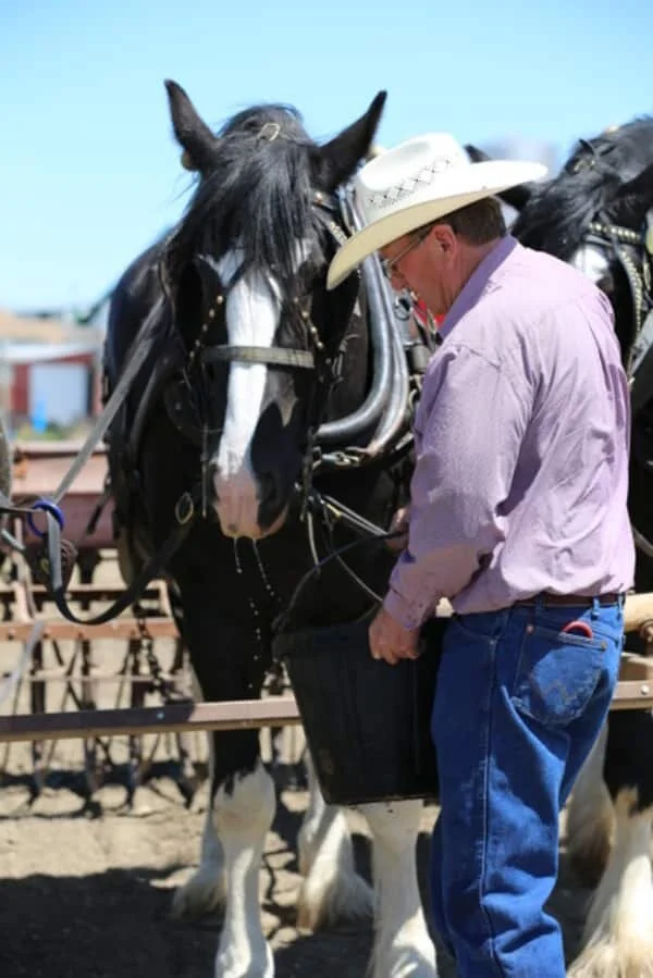 Antique Seeding Demonstration