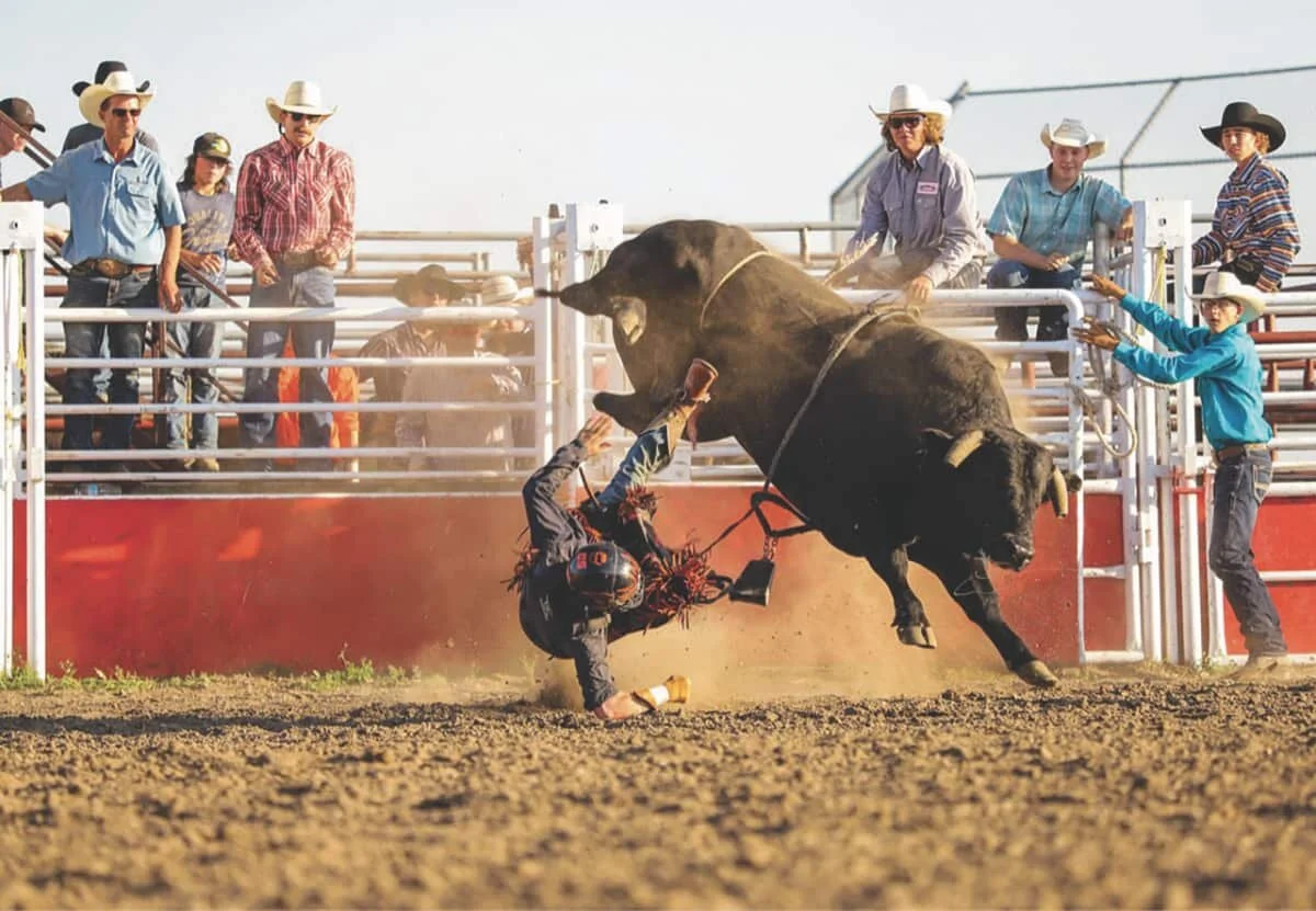 BULL BASH!