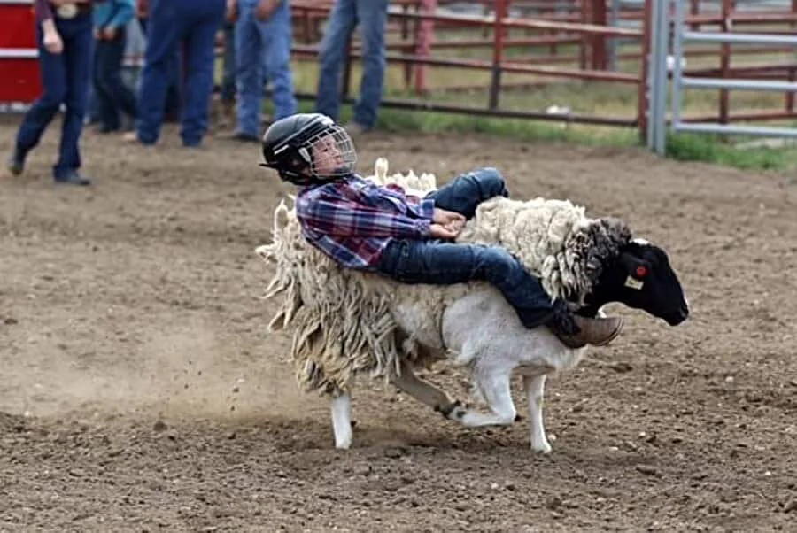 Giddy-up and go to Cereal’s weekend of rodeo!