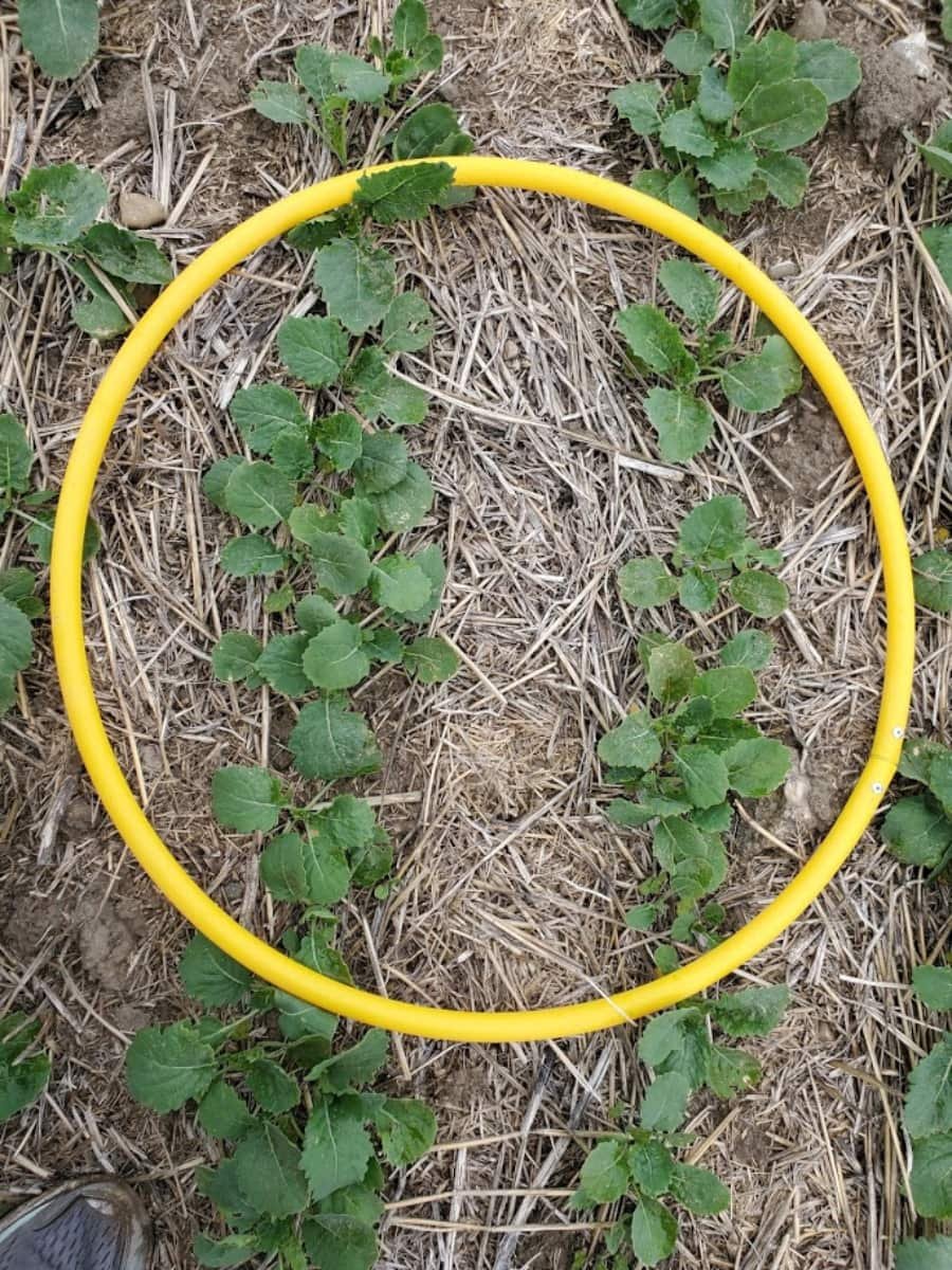 Five agronomy priorities for canola