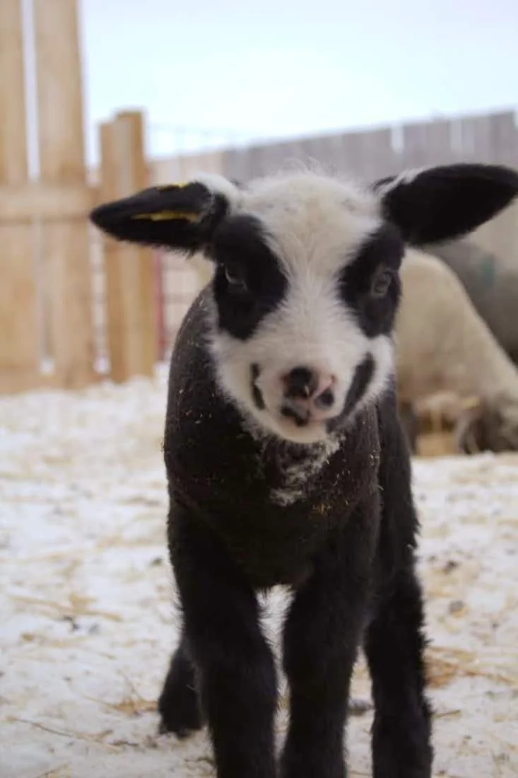 It’s lambing season at the Circle R Ranch