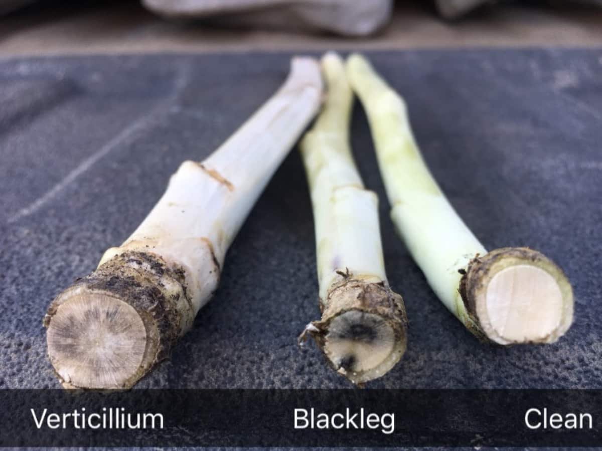 Look closely for verticillium stripe in 2022