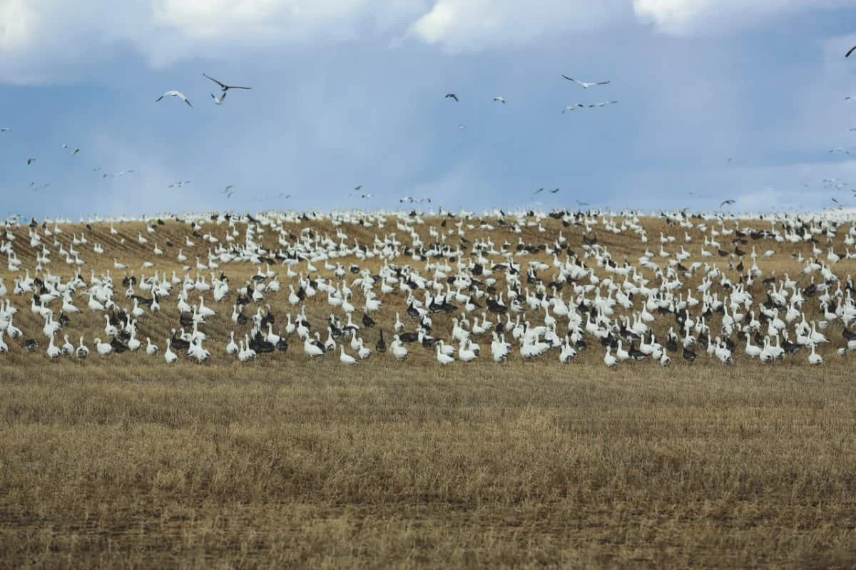 Spring Migration