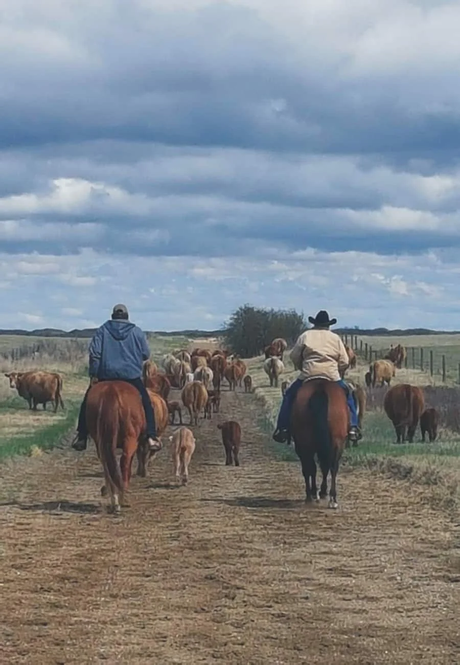 Moving Cattle