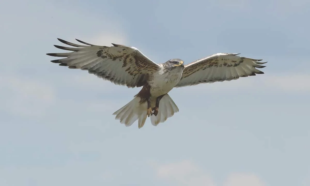 Protecting Alberta’s ferruginous hawk