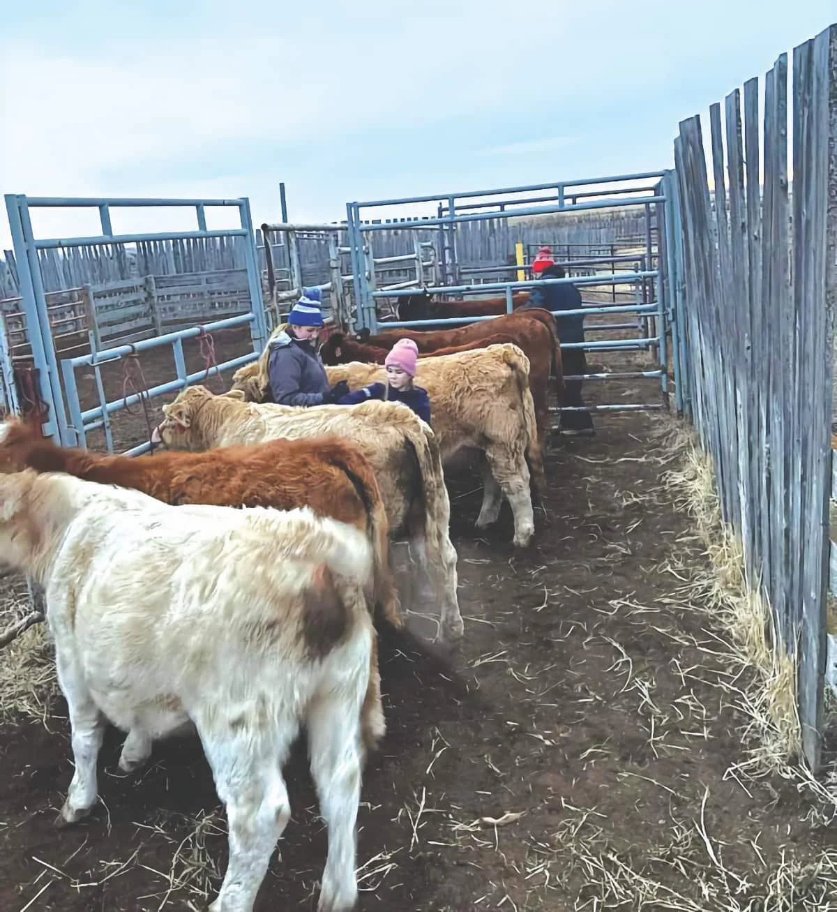 EAST SOUNDING 4-H CLUB: Happy New Year everyone!