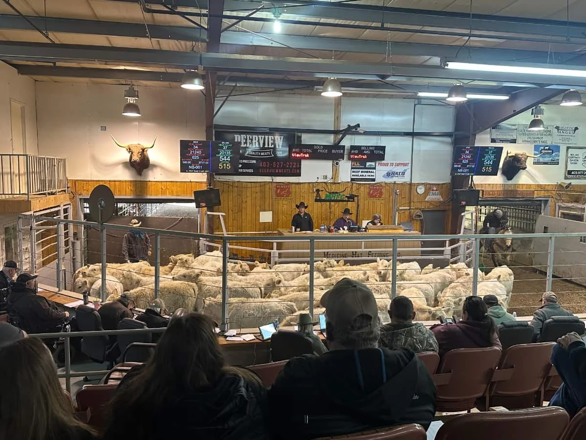 Canada’s beef herd responding to expansion signals