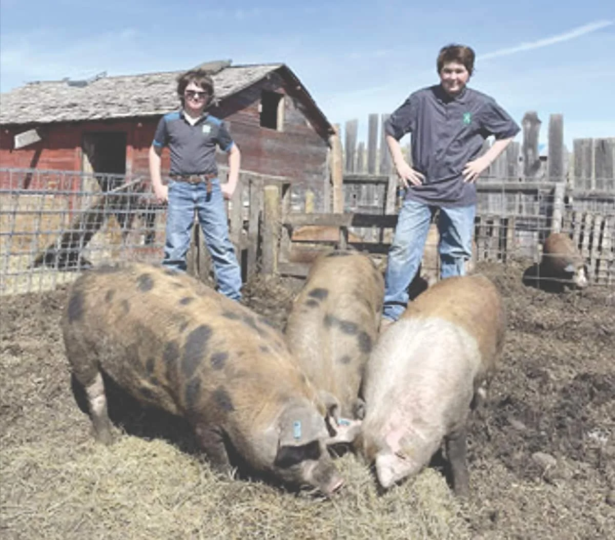 'Three little piggies' will help a lot of people around Oyen area