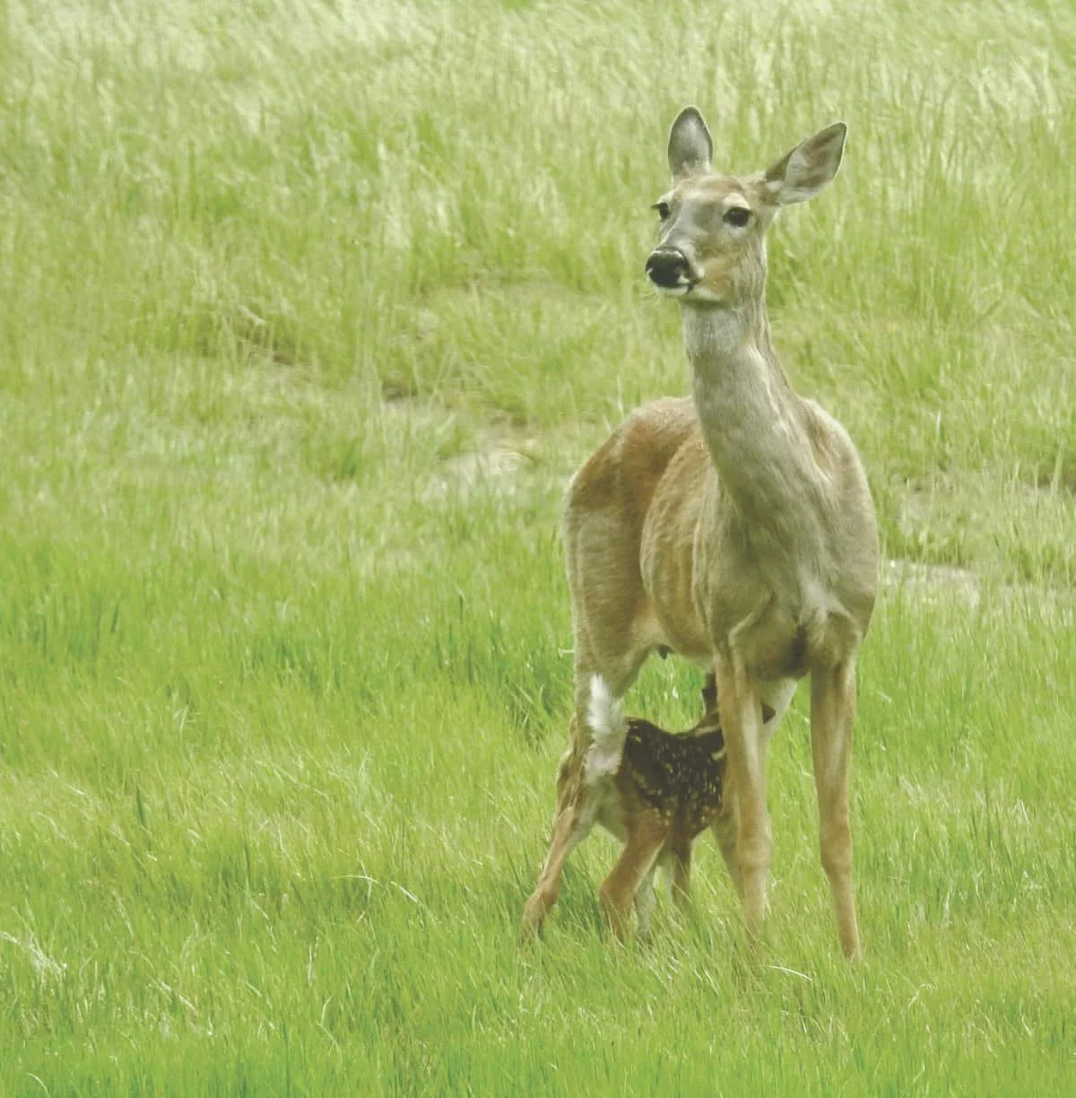 First feeding of the day