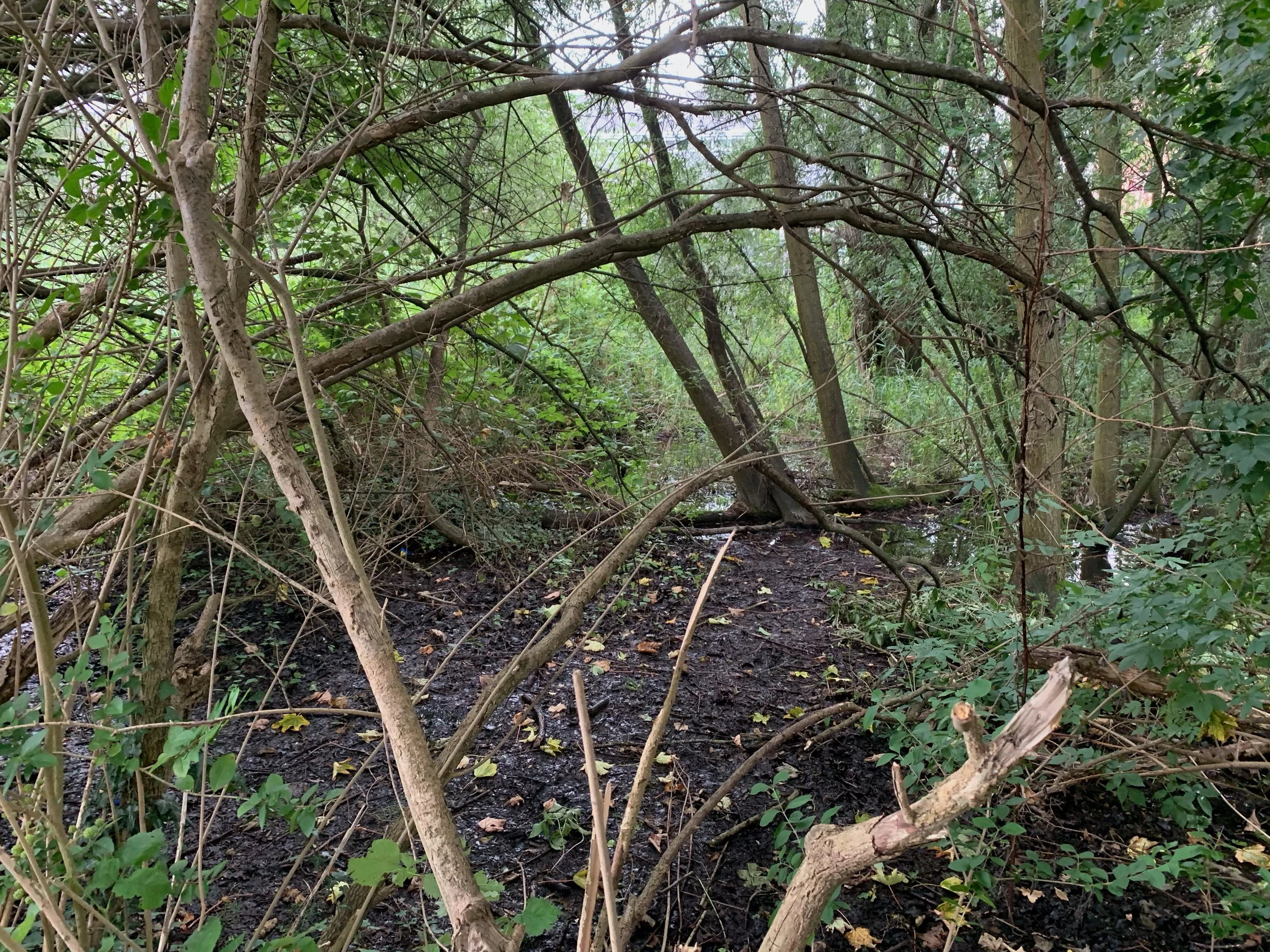 Broekbosje met kwelzone in Bloemekenspark.jpeg