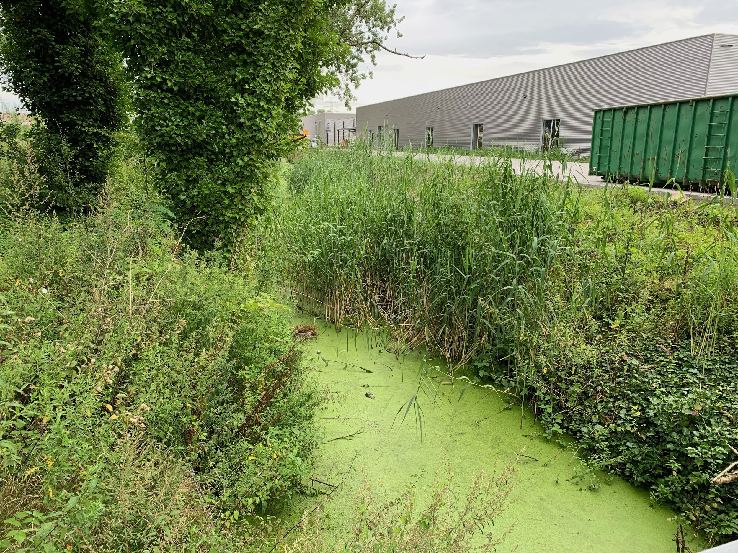 Mogelijke zone voor beleving en biodiversiteit aan de Lieve.jpeg