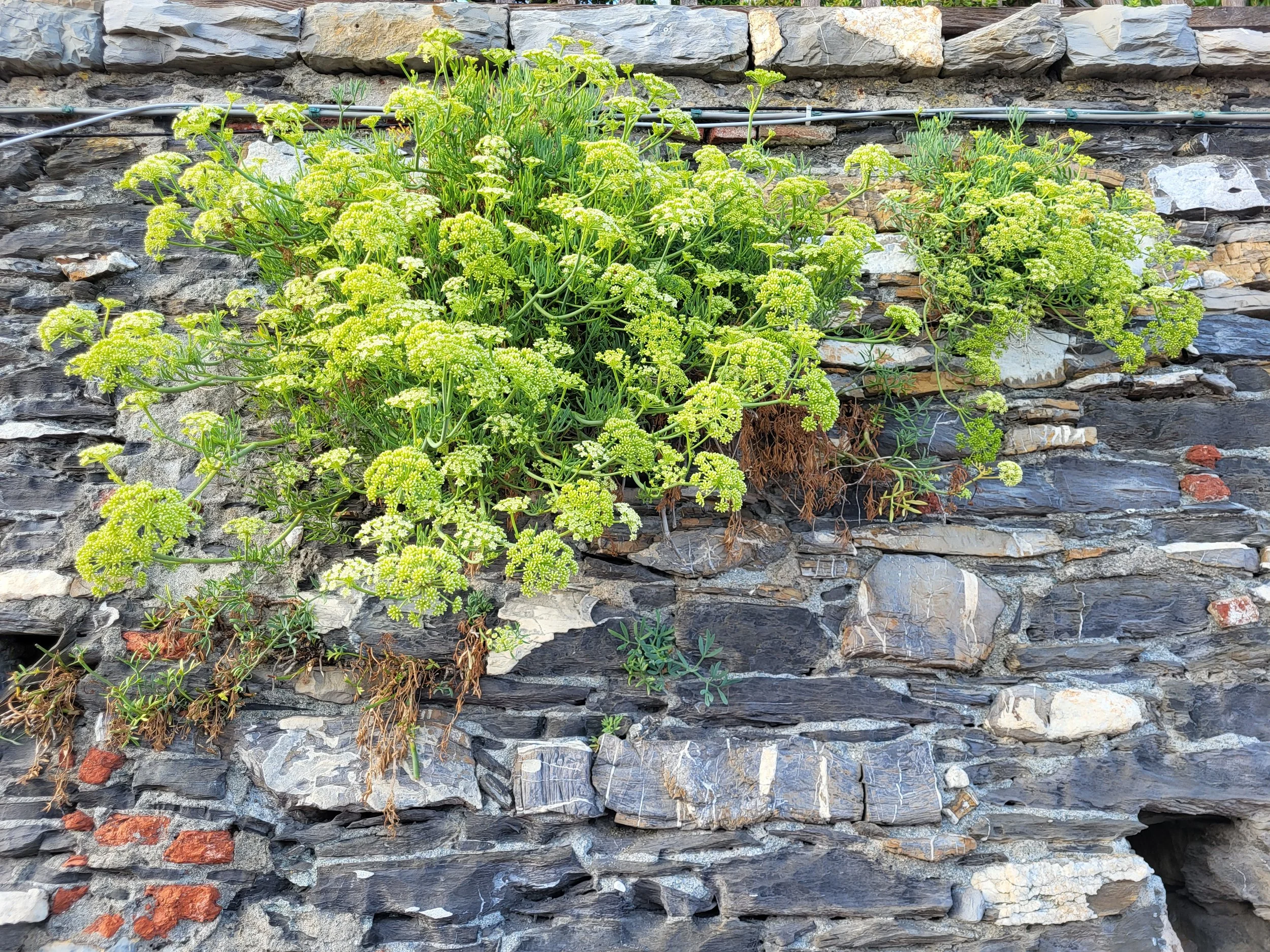 Morning Silent Drawing