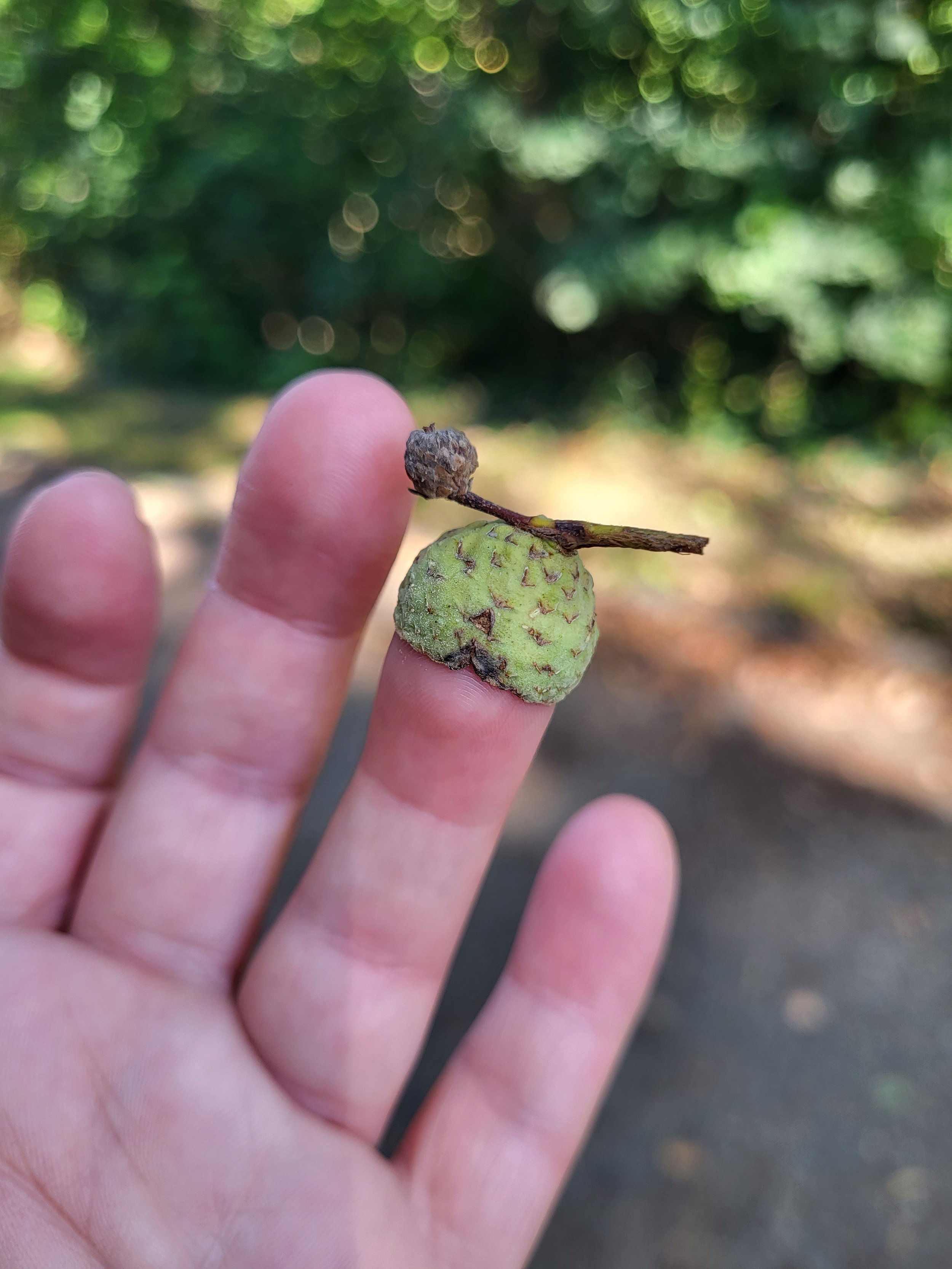 Sensory Walks Individual Sessions Outdoor