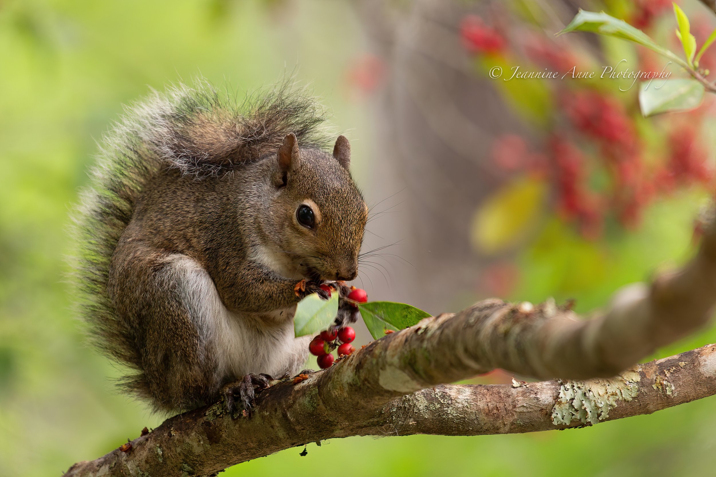 "Squirrel snack"