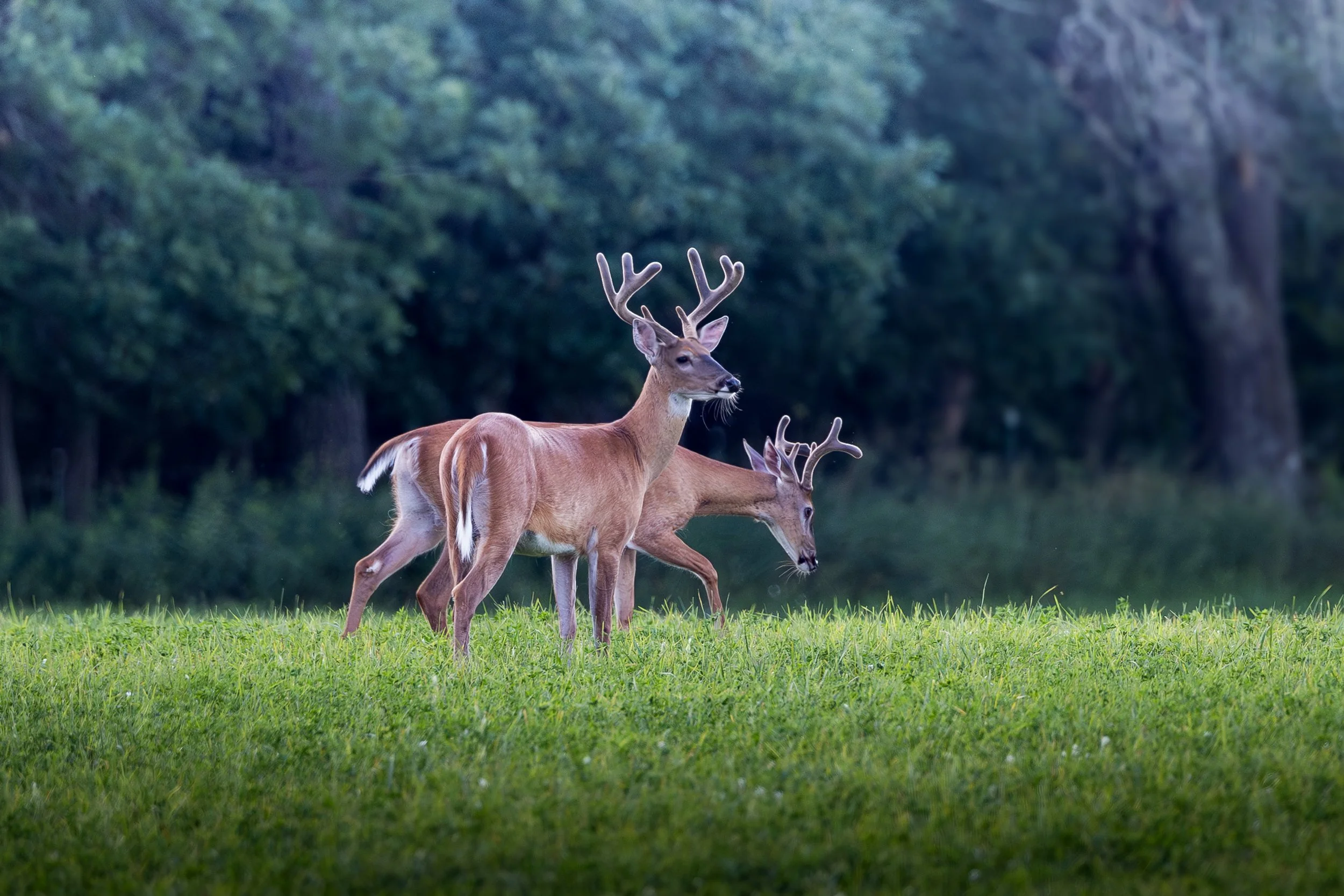 Whitetails