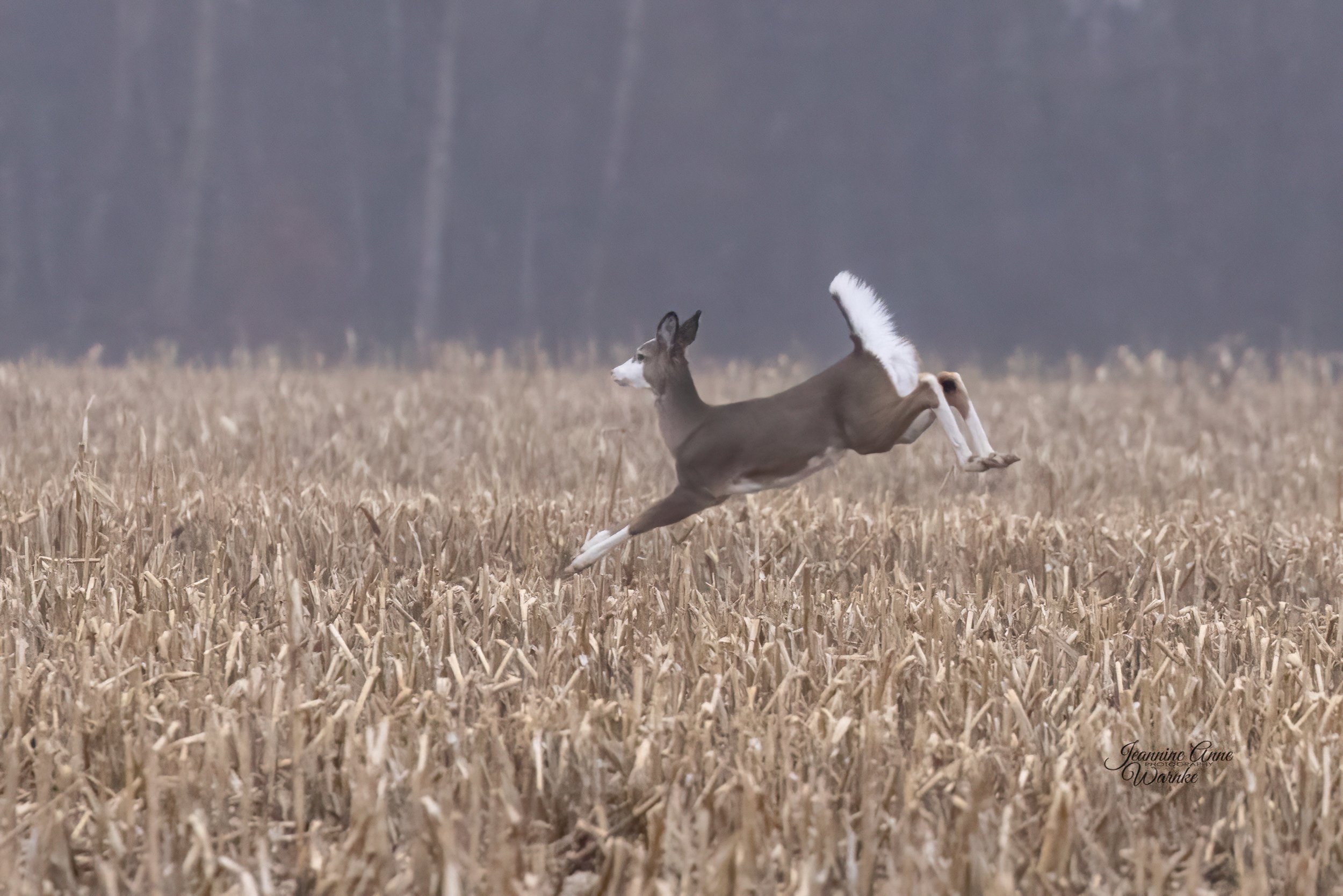 "Piebald on the run - 2"
