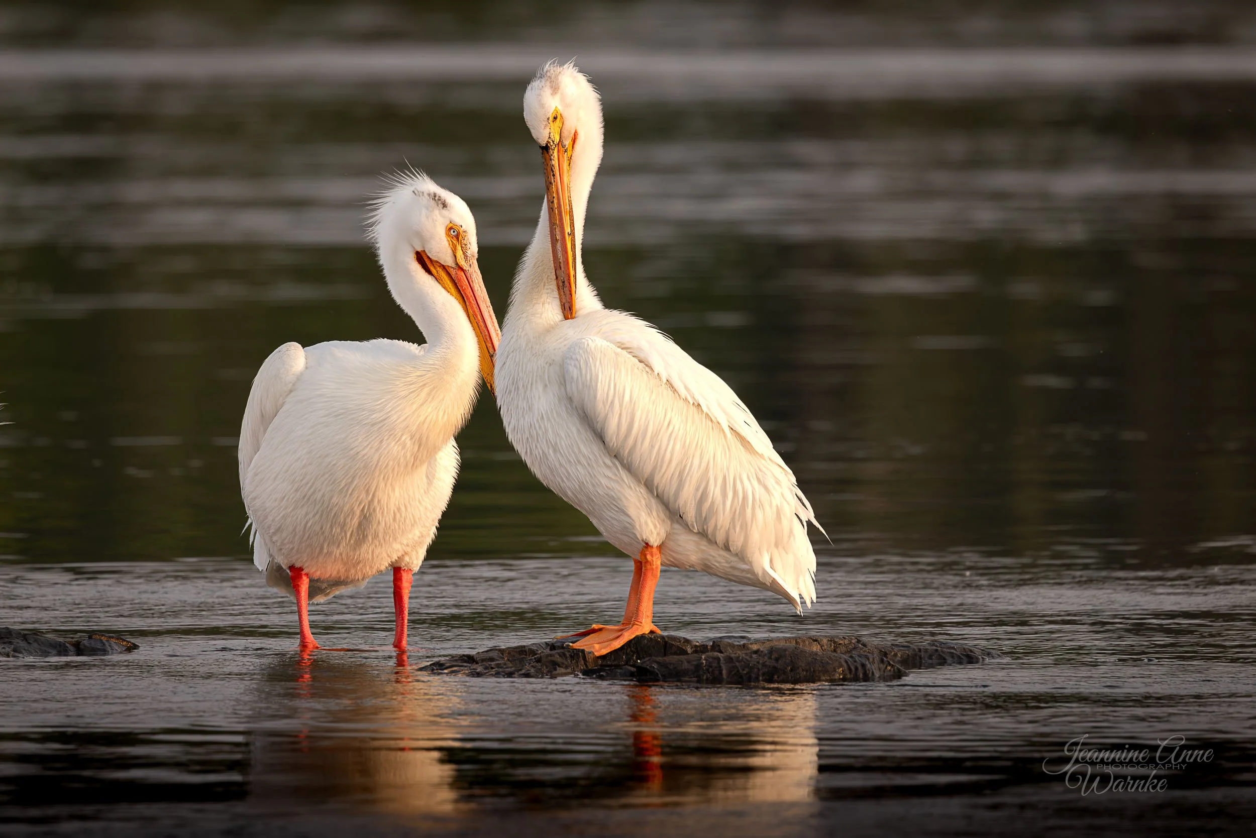 Pelicans on Rainy Lake, Canada