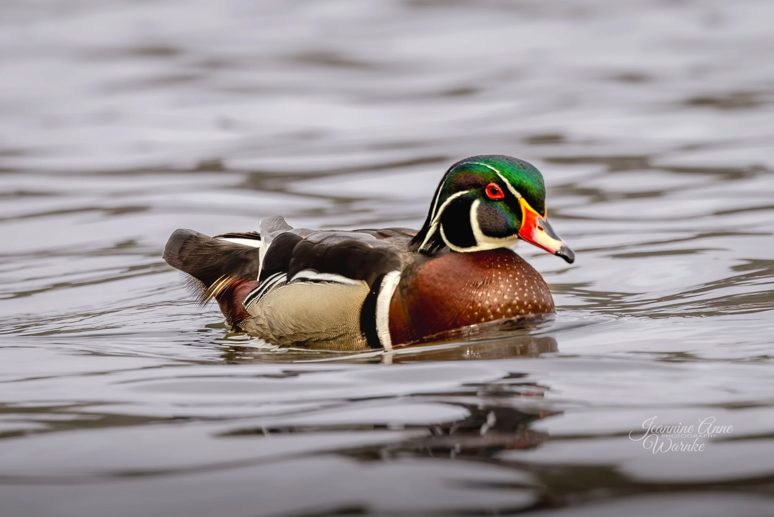 Drake Wood Duck - "Summer Woodie"
