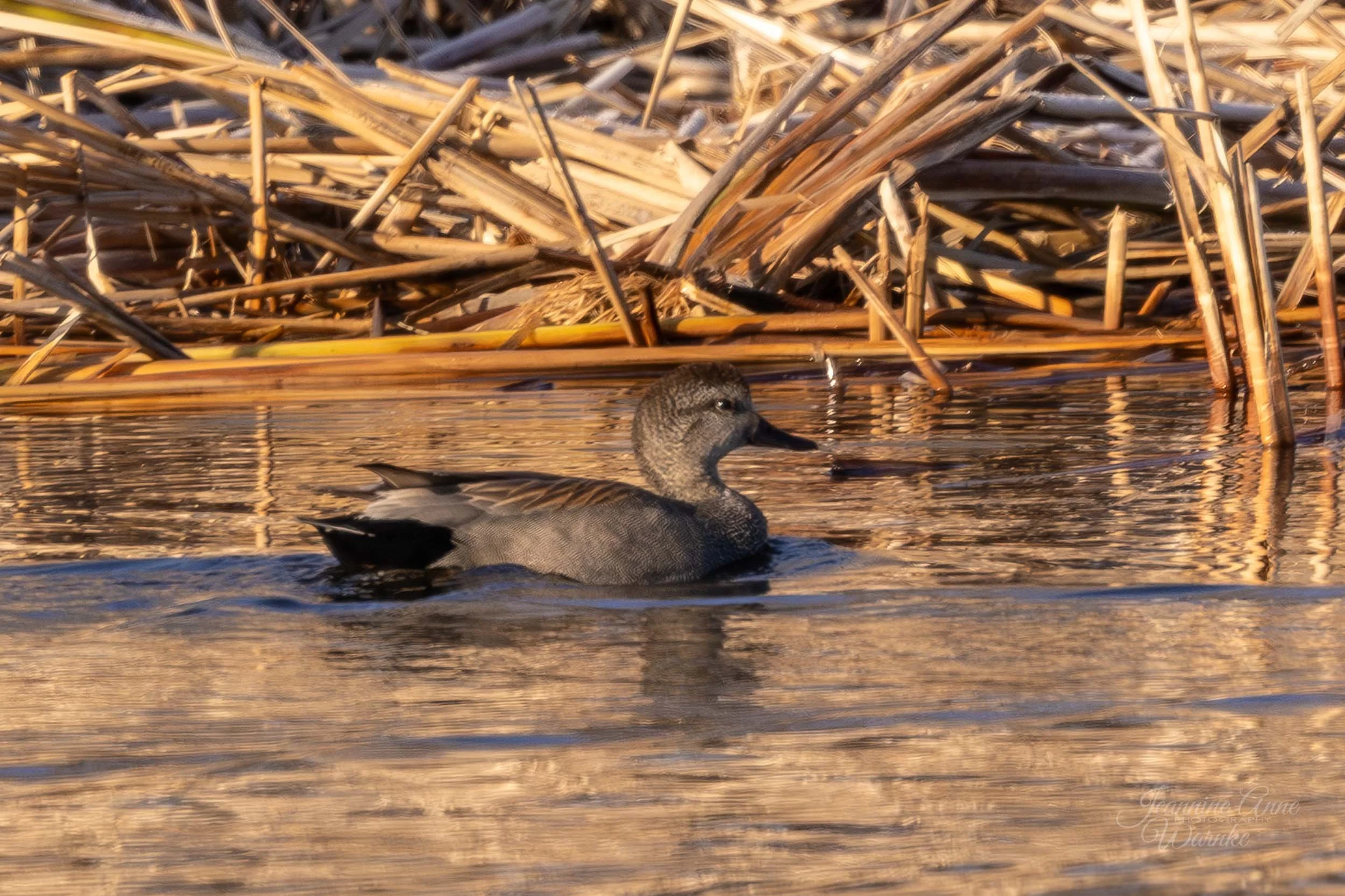 Drake Gadwall